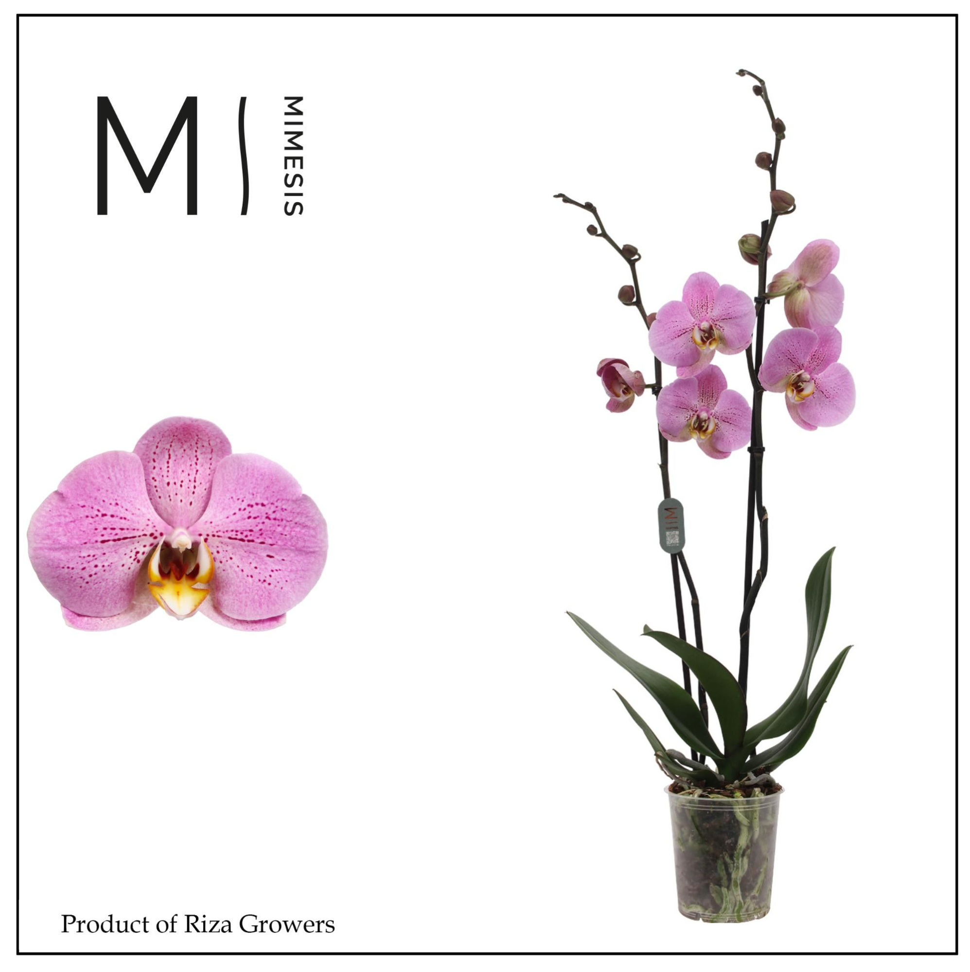 Phalaenopsis Seine 2 spike - 12cm | Mimesis, D 12 cm