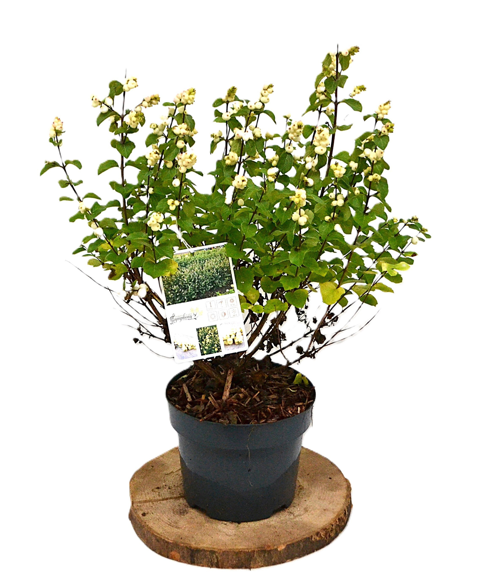 Symphoricarpos Symphony Rock C3, D 19