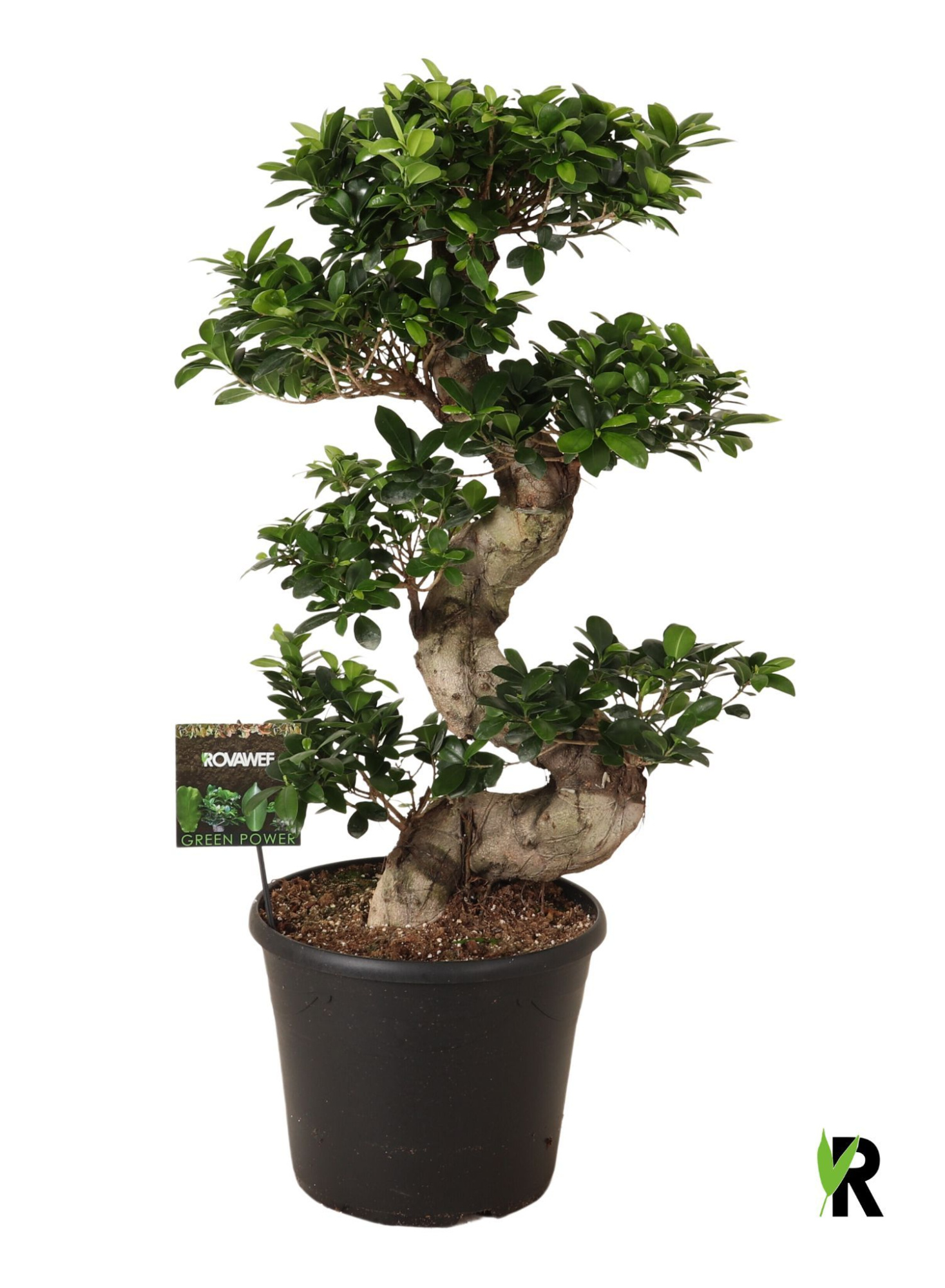 Ficus micr. S-type, D 35 cm