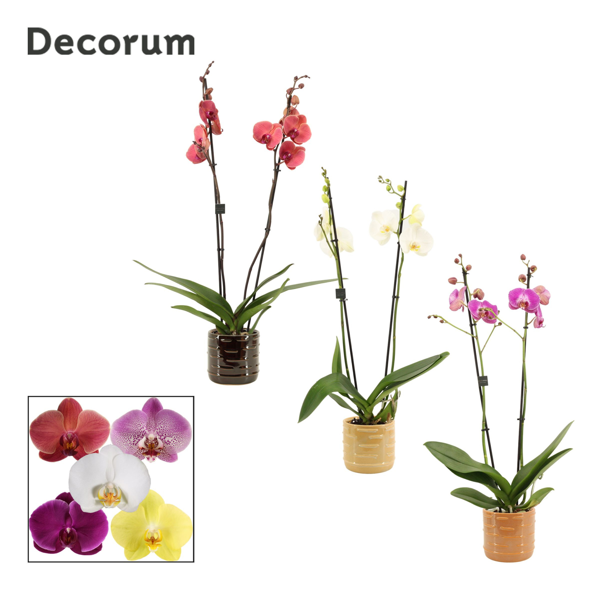 Phalaenopsis 2 tak 16+ mix in Lois (Deco-collection), D 12