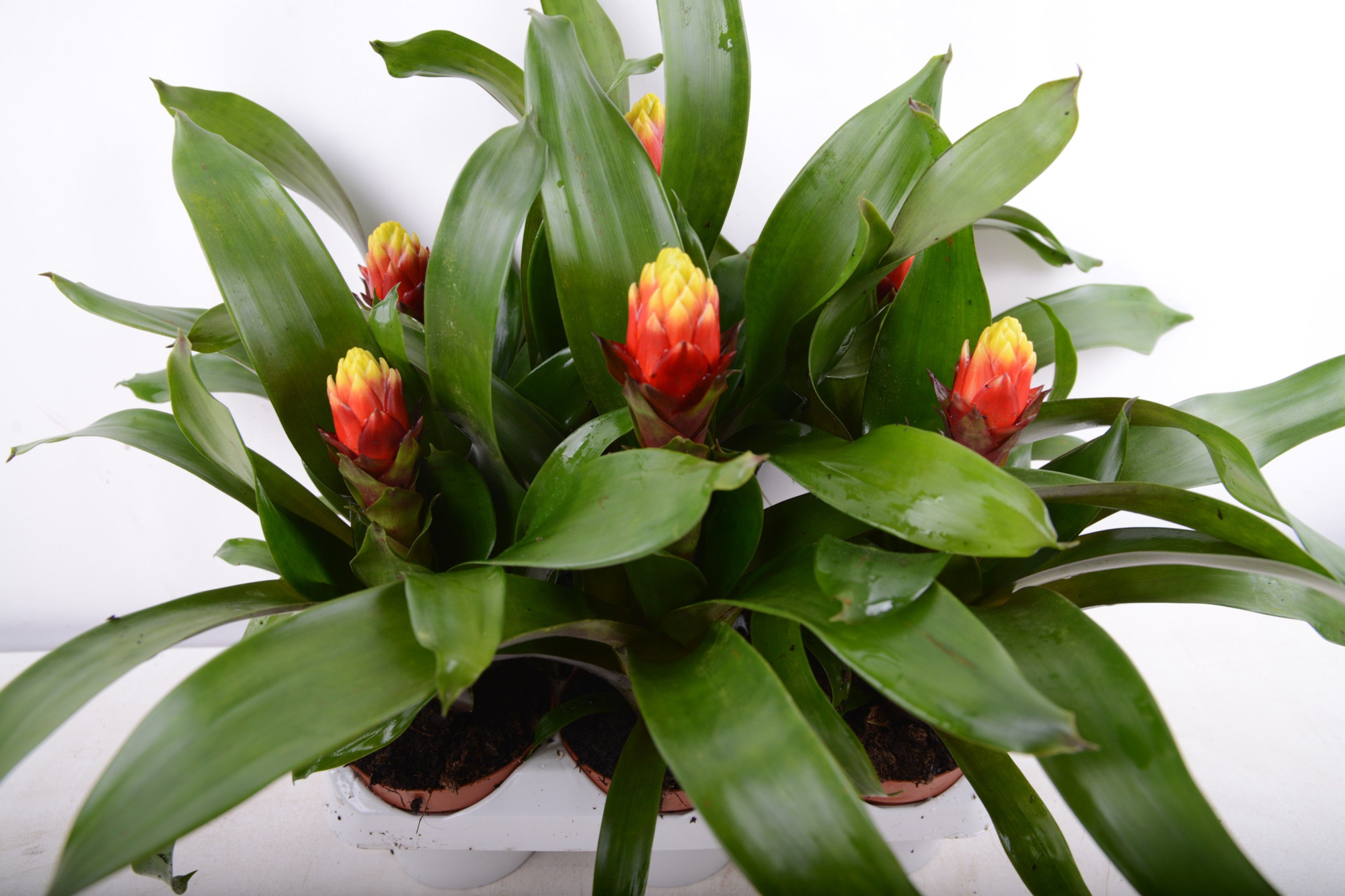 guzmania yeltix, D 9 cm