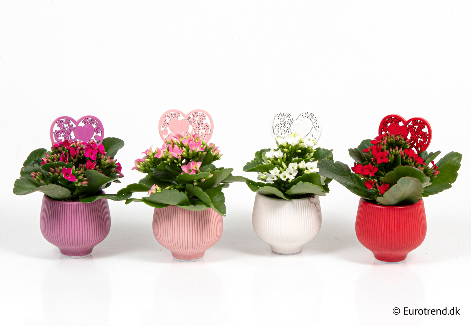 Kalanchoe in Valentine ceramic 2026, D 6