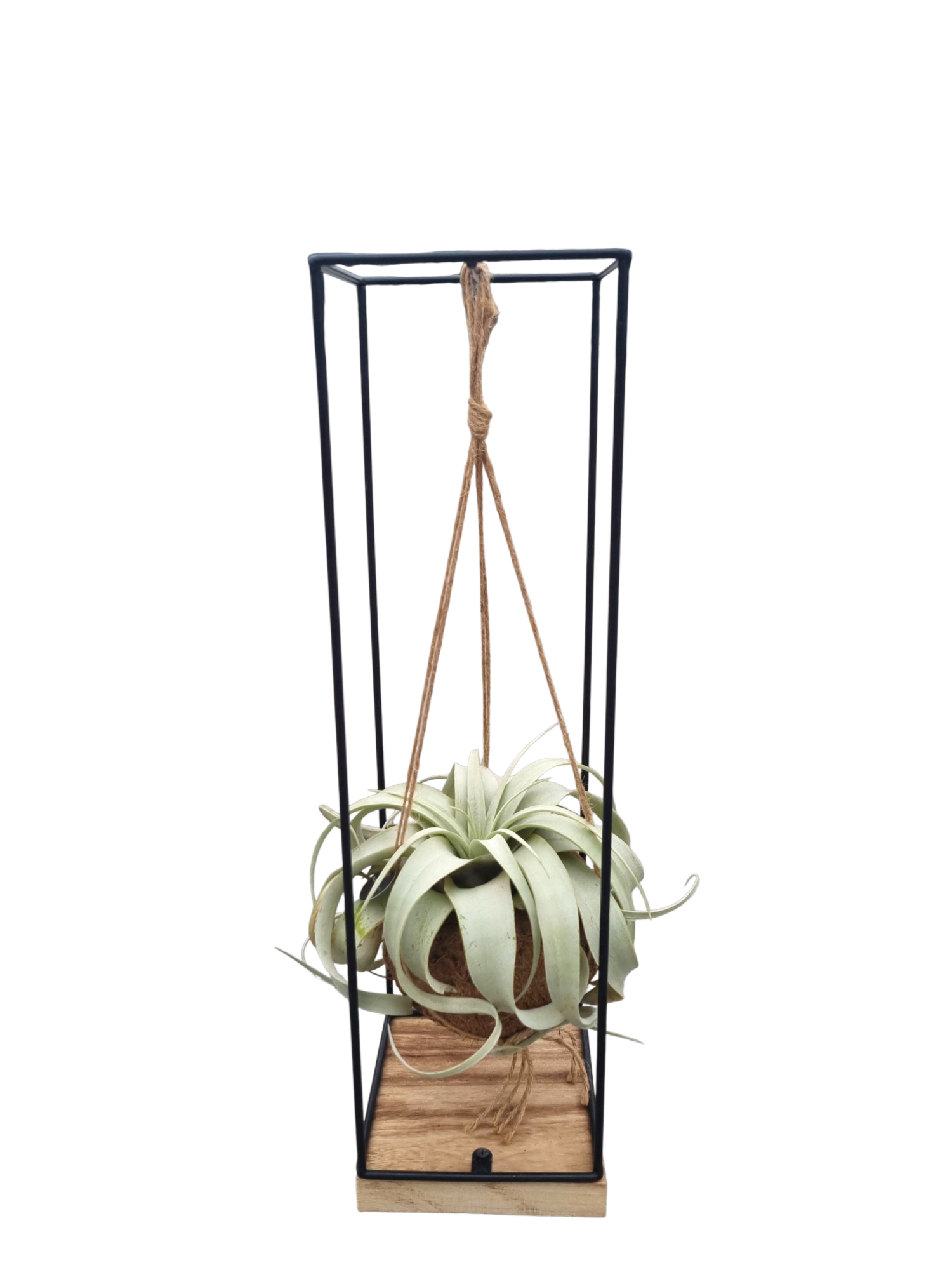 Tillandsia xerographica Kokodama hanger XL, D 15 cm