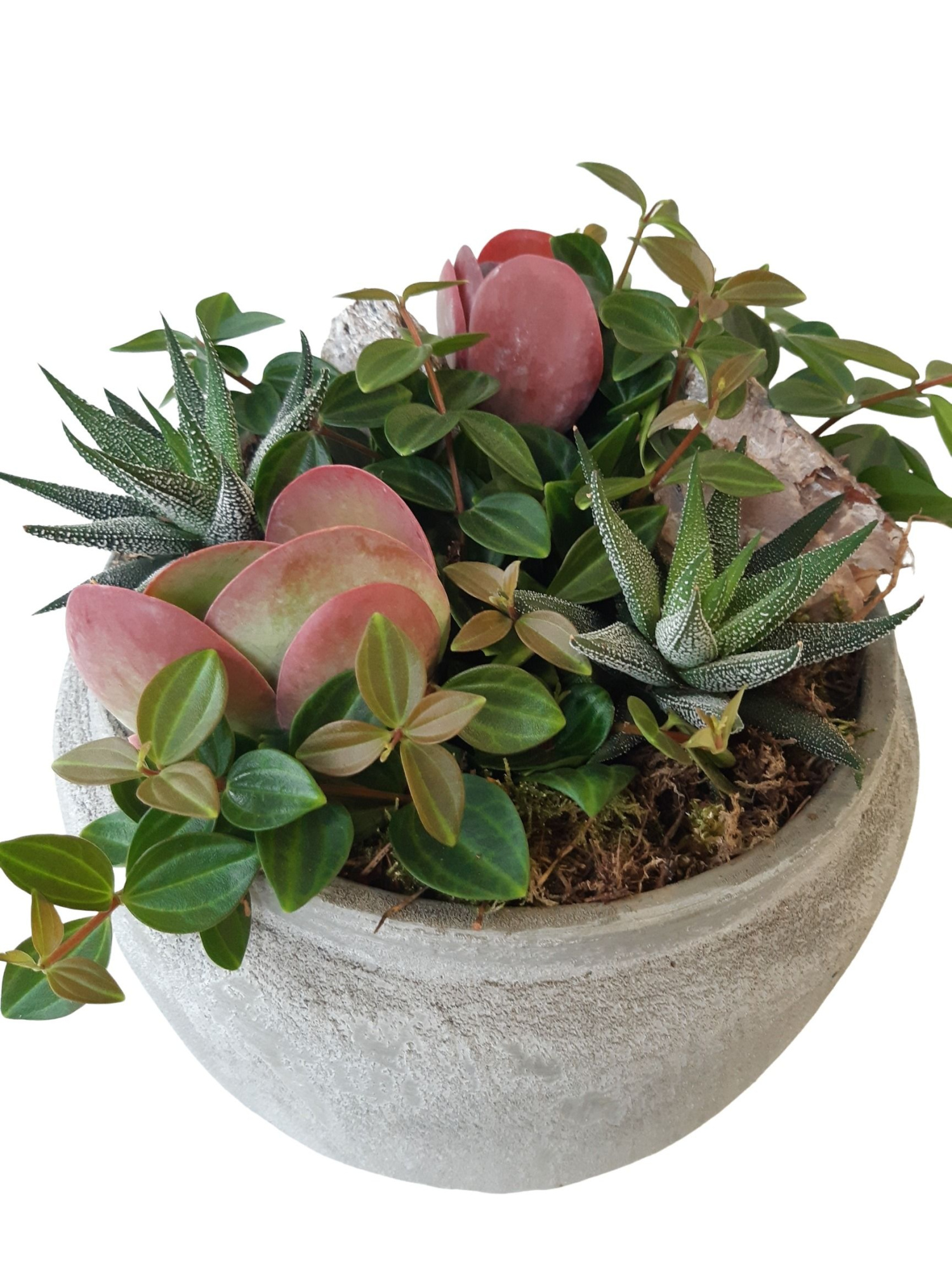 RGB25GMX Rude Grey Bowl mini succ.mix, D 23