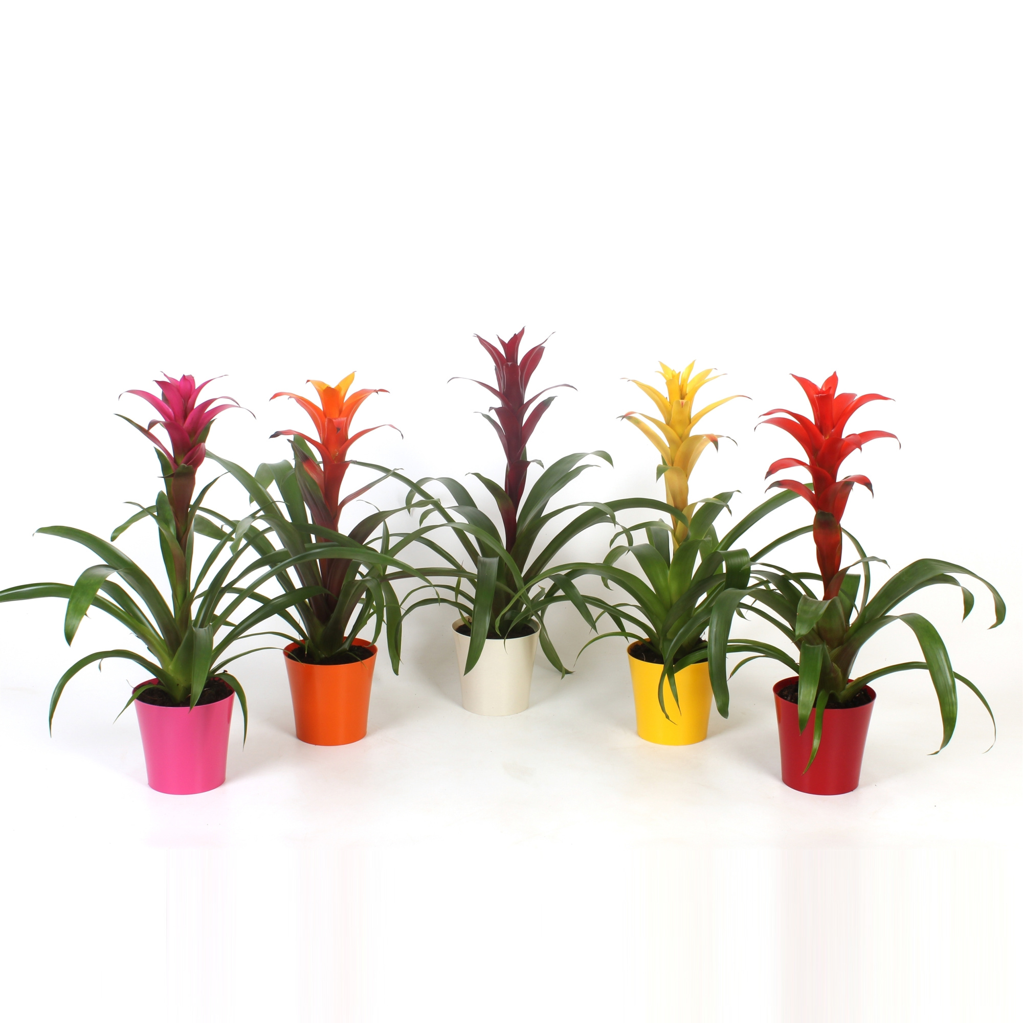 Guzmania Special mix in plastic pot Inge, D 12 cm