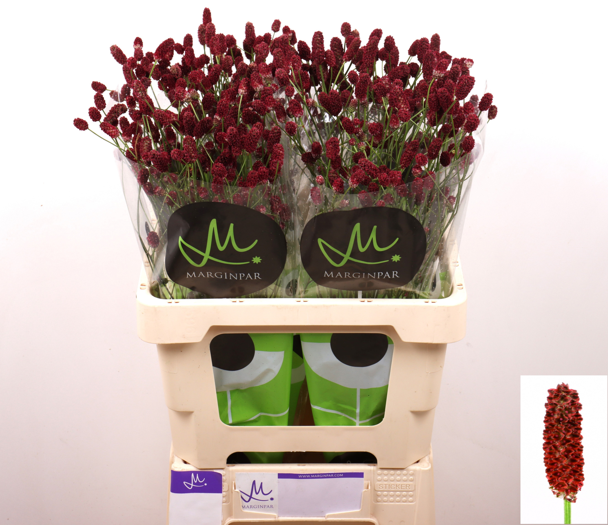 Сангисорба Оффициналис Рэд Дрим 60, шт.