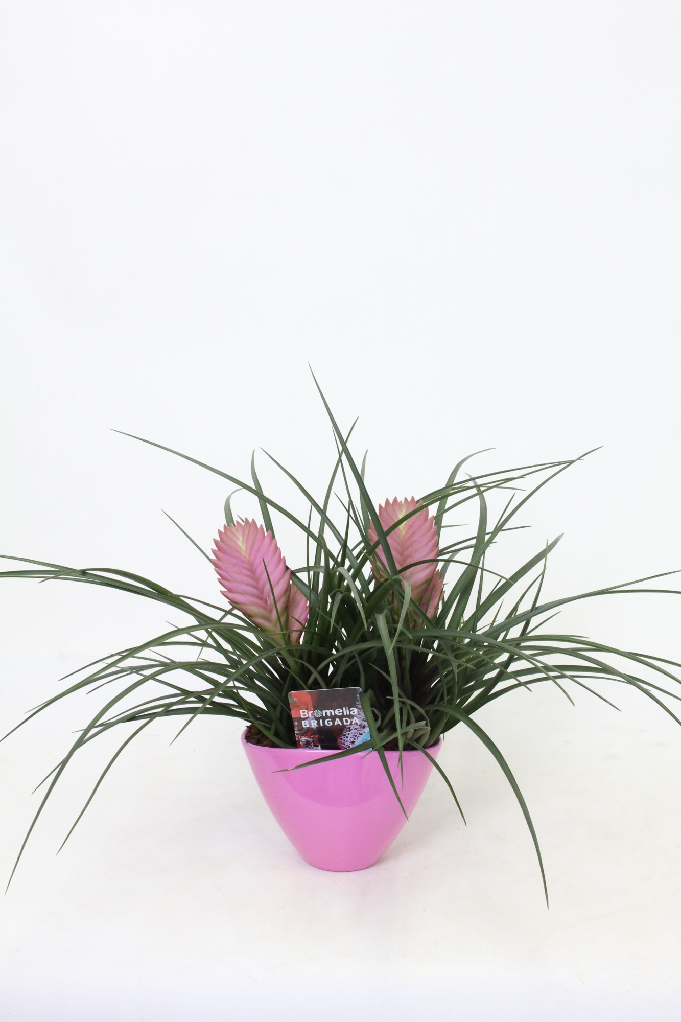 Tillandsia Duo Eilleen, D 16