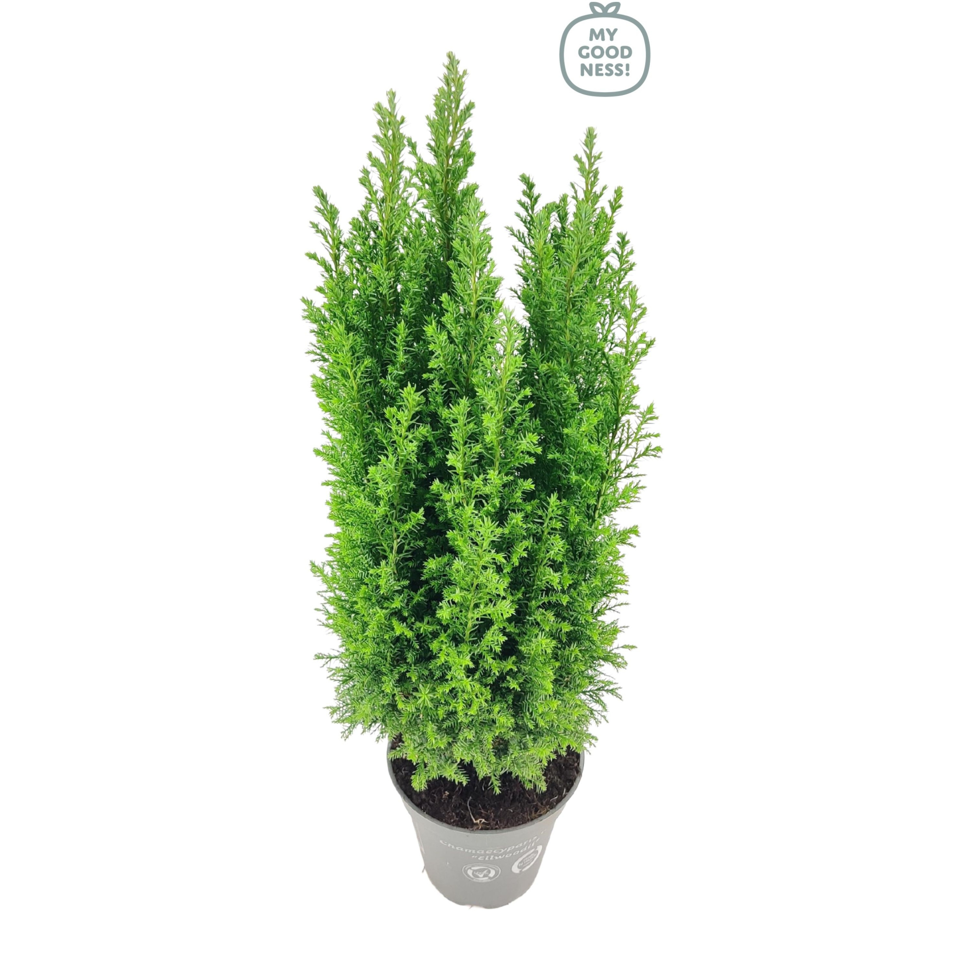 Chamaecyparis lawsoniana 45cm /P13 'Ellwoodii', D 13