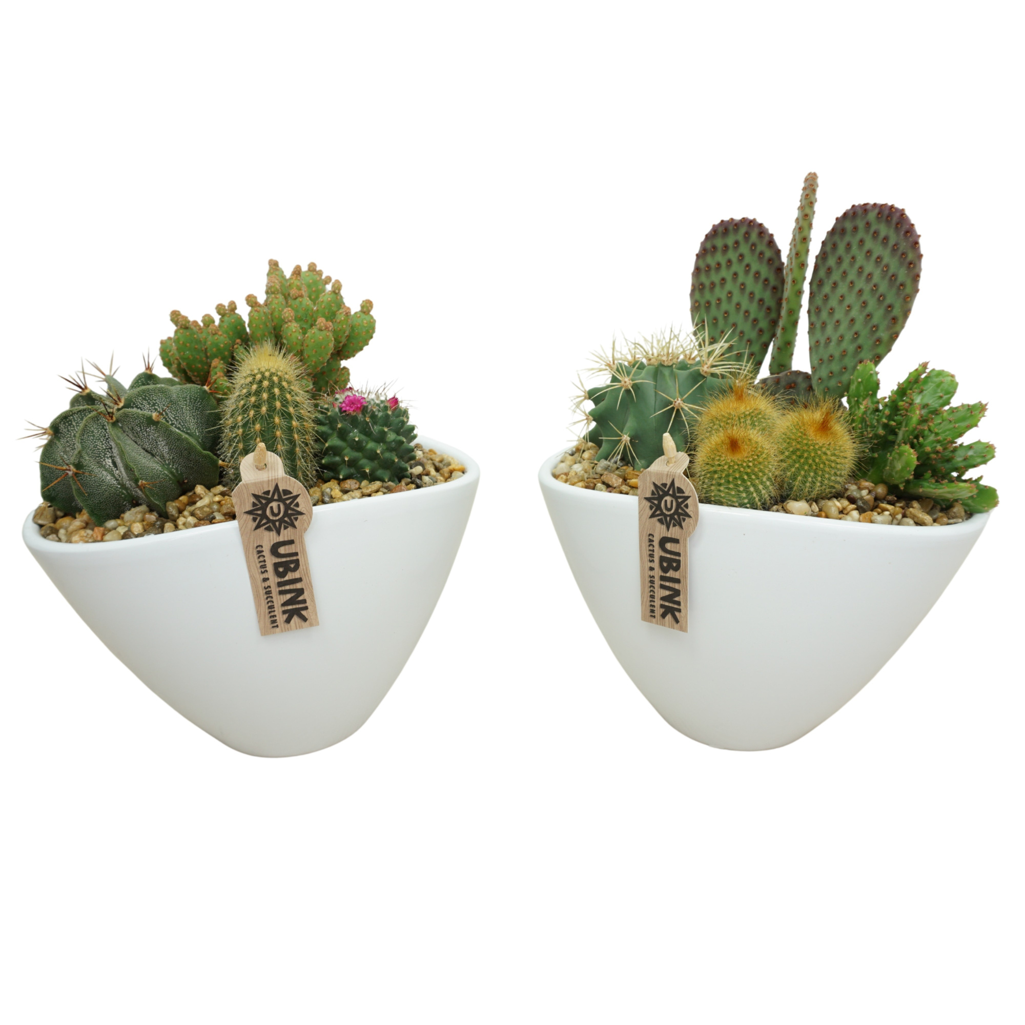 Cactus arrangement in 25 cm 'Wit Ovaal', D 25