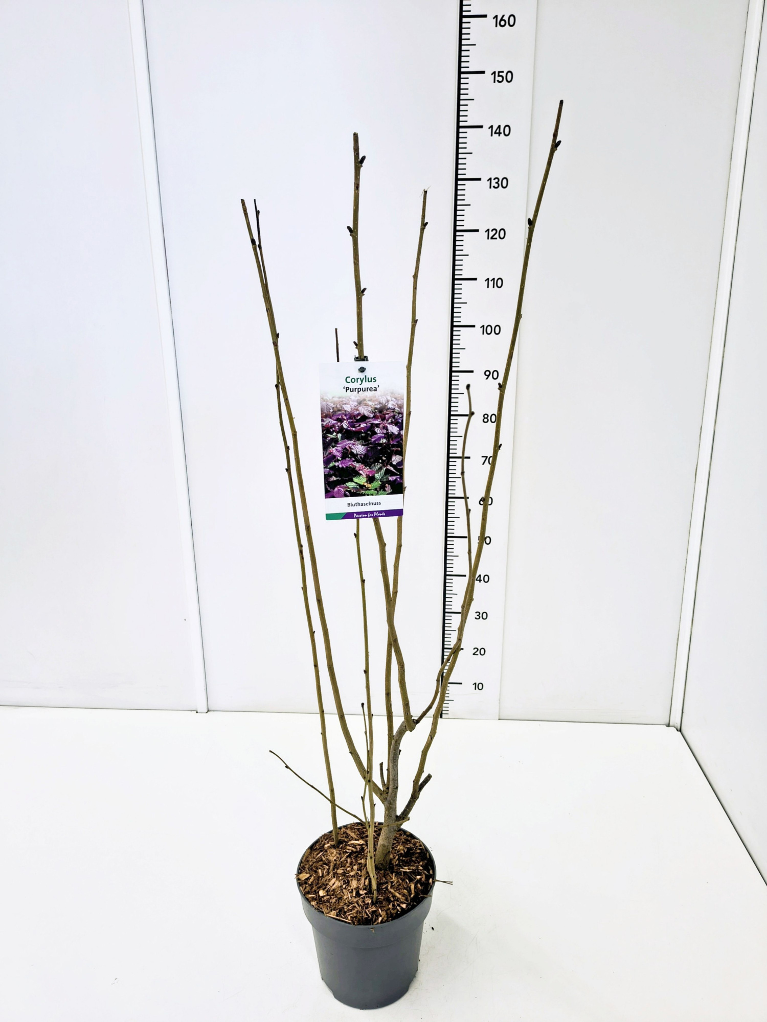Corylus maxima 'Purpurea' 80-100C5, D 23