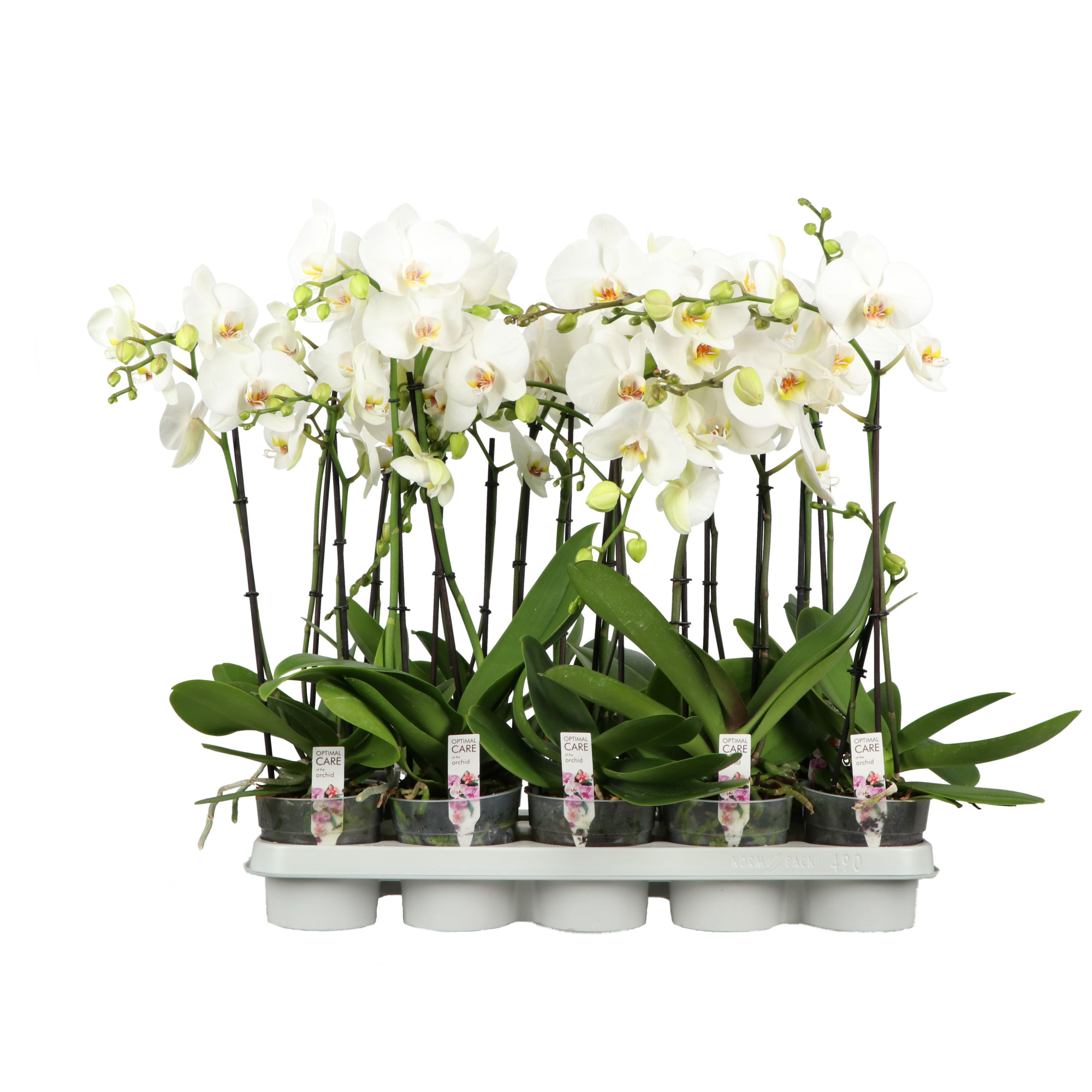 Funda A2 White 1-2T 40 cm, D 12 cm