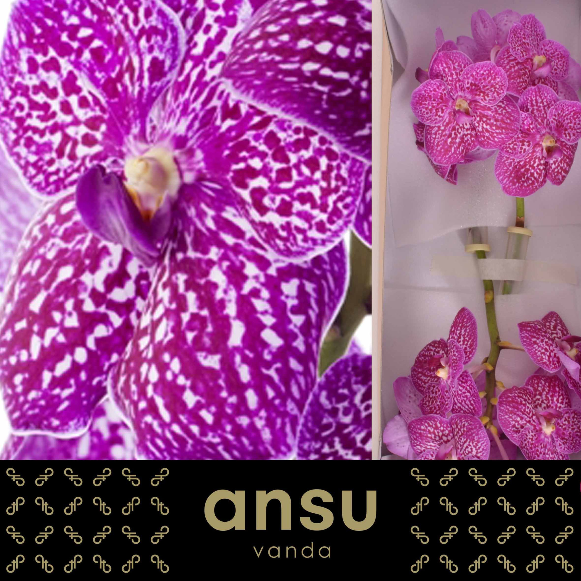 Ванда Сунанда Липстик x16, шт.