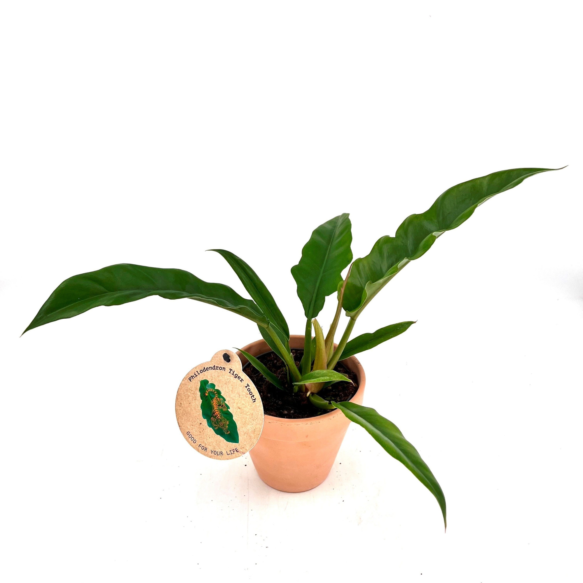 Spec. Phil.Narrow "TigerTooth" w/claypot, D 13 cm