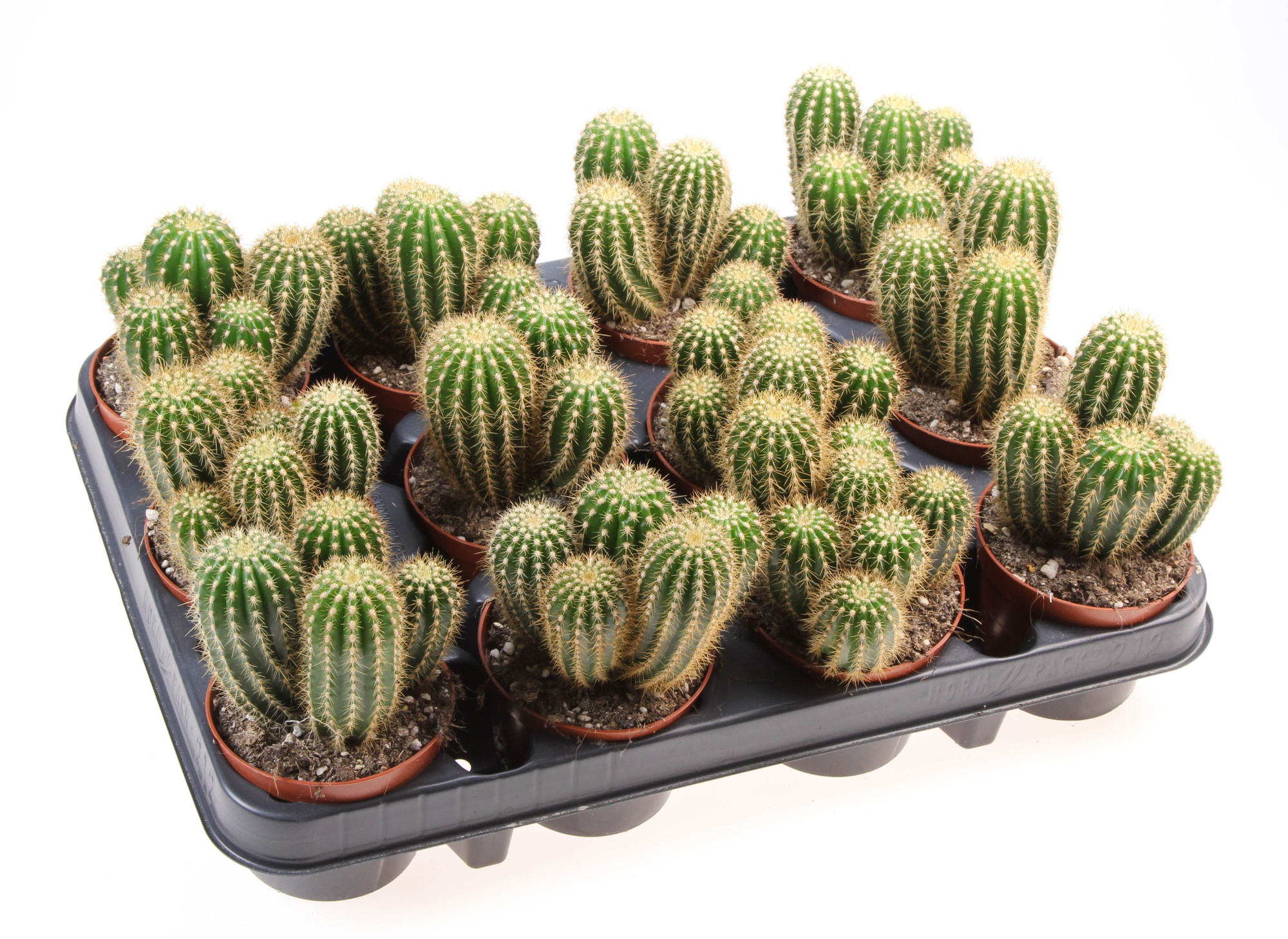Trichocereus spachianus, D 8,5