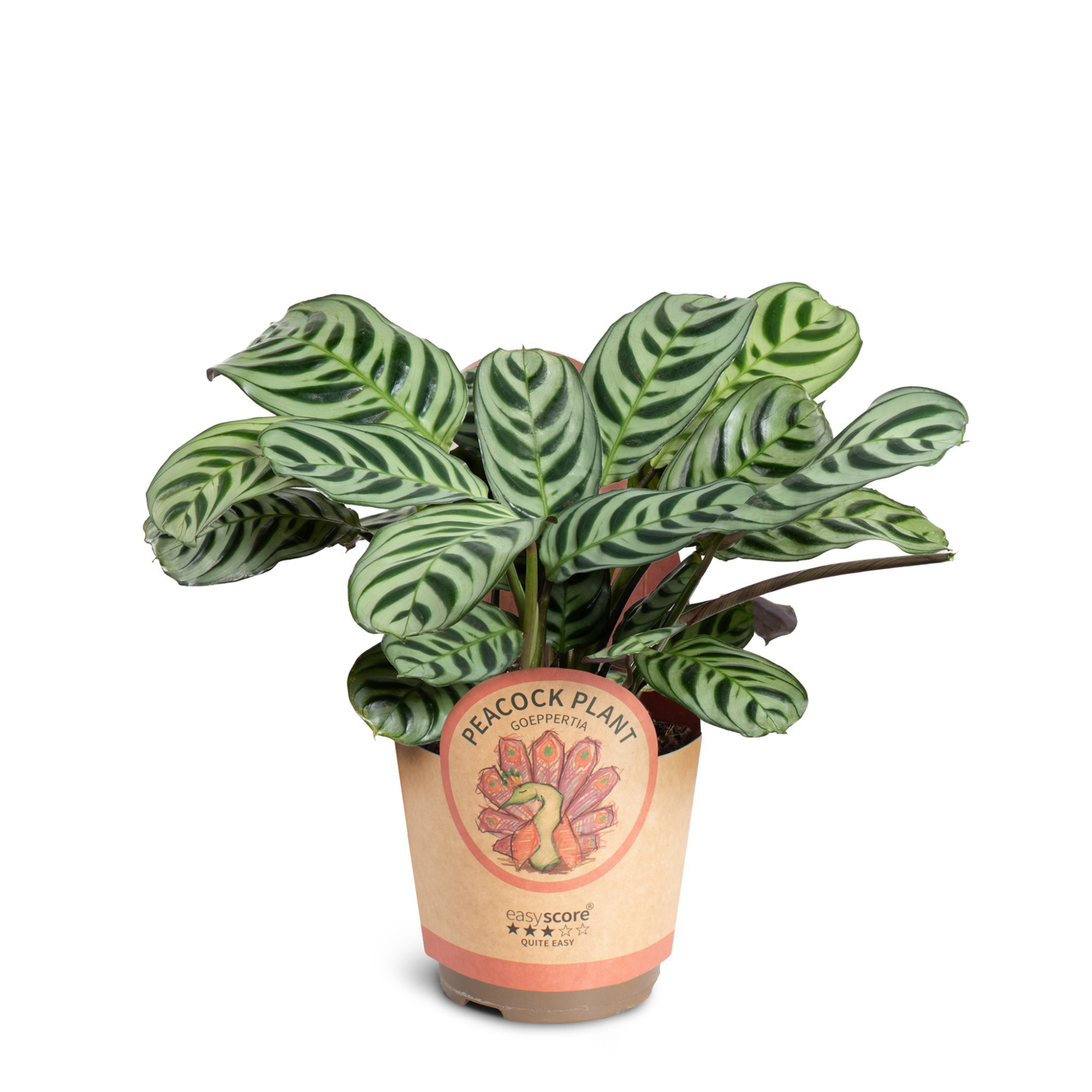 Ctenanthe Burle-Marxii, D 11