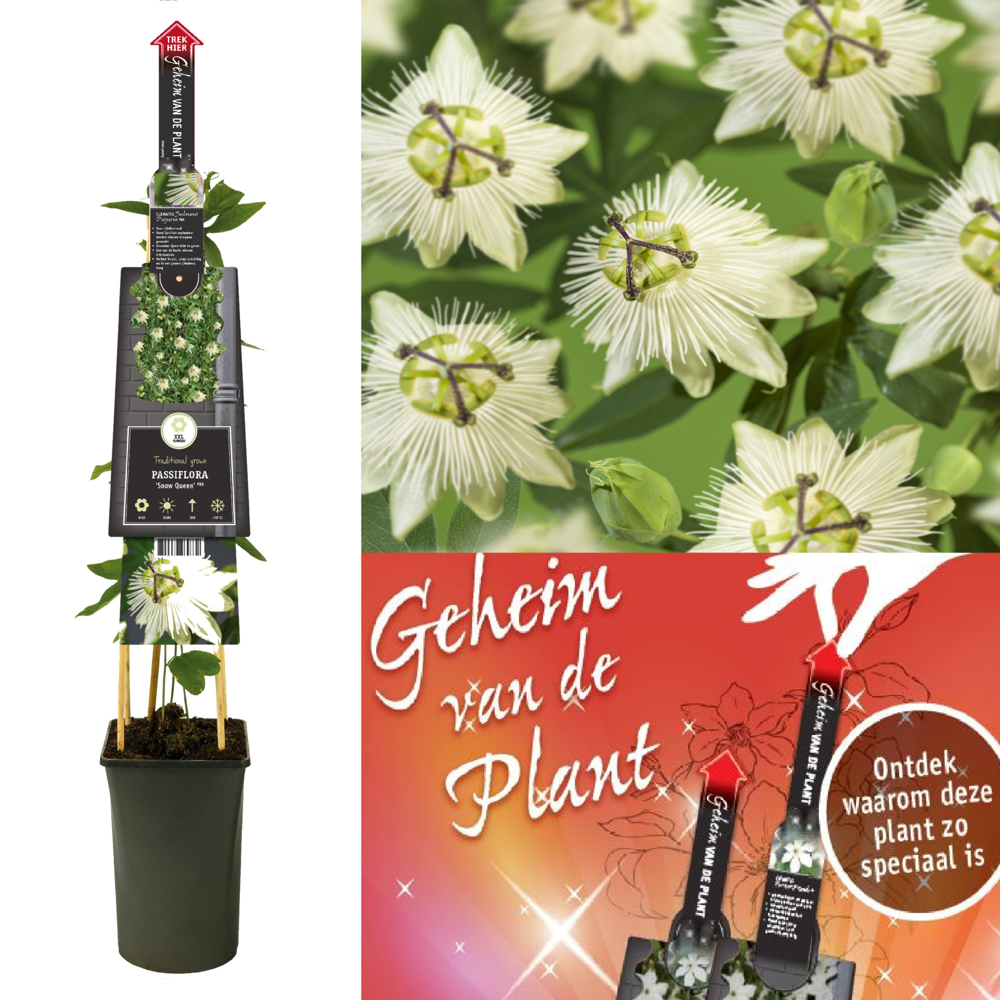 Passiflora 'Snow Queen' PBR secret of the plant DE, D 17