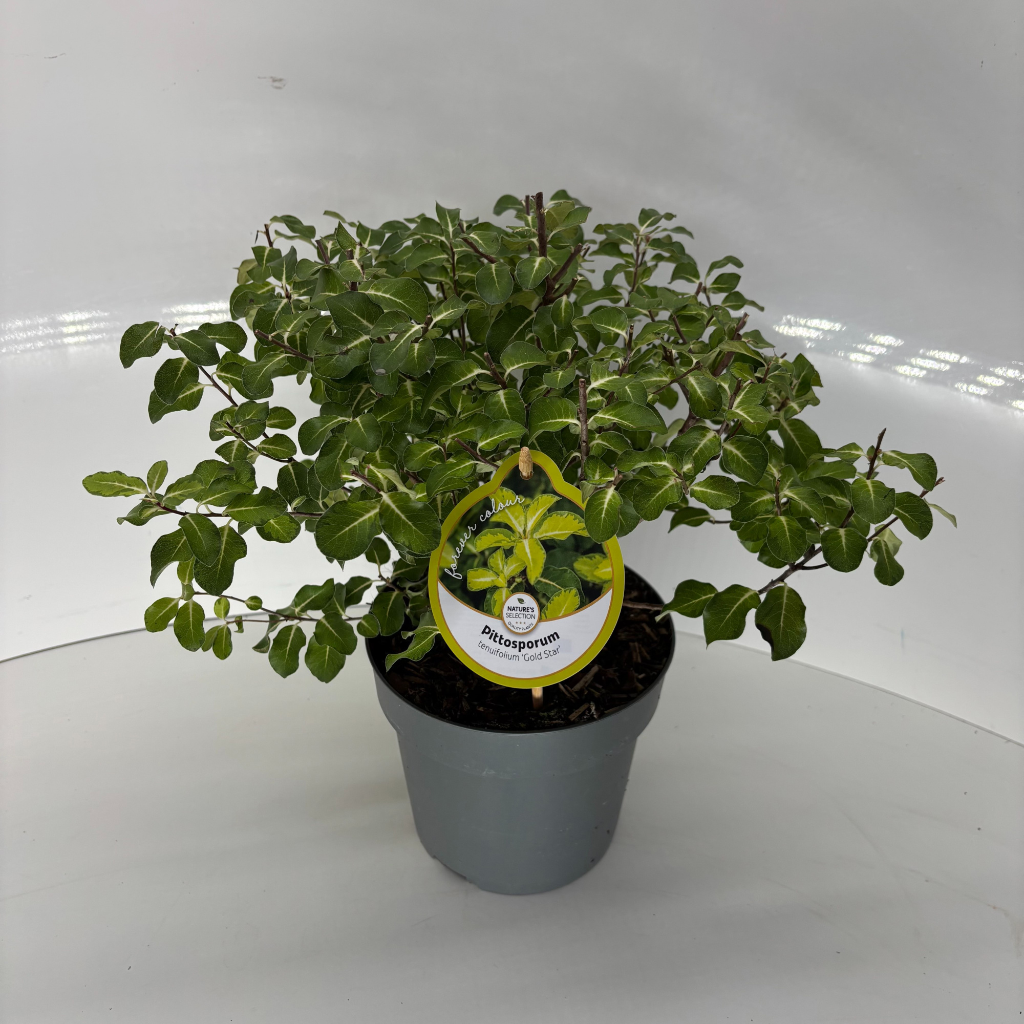 Pittosporum ten. 'Gold Star', D 17