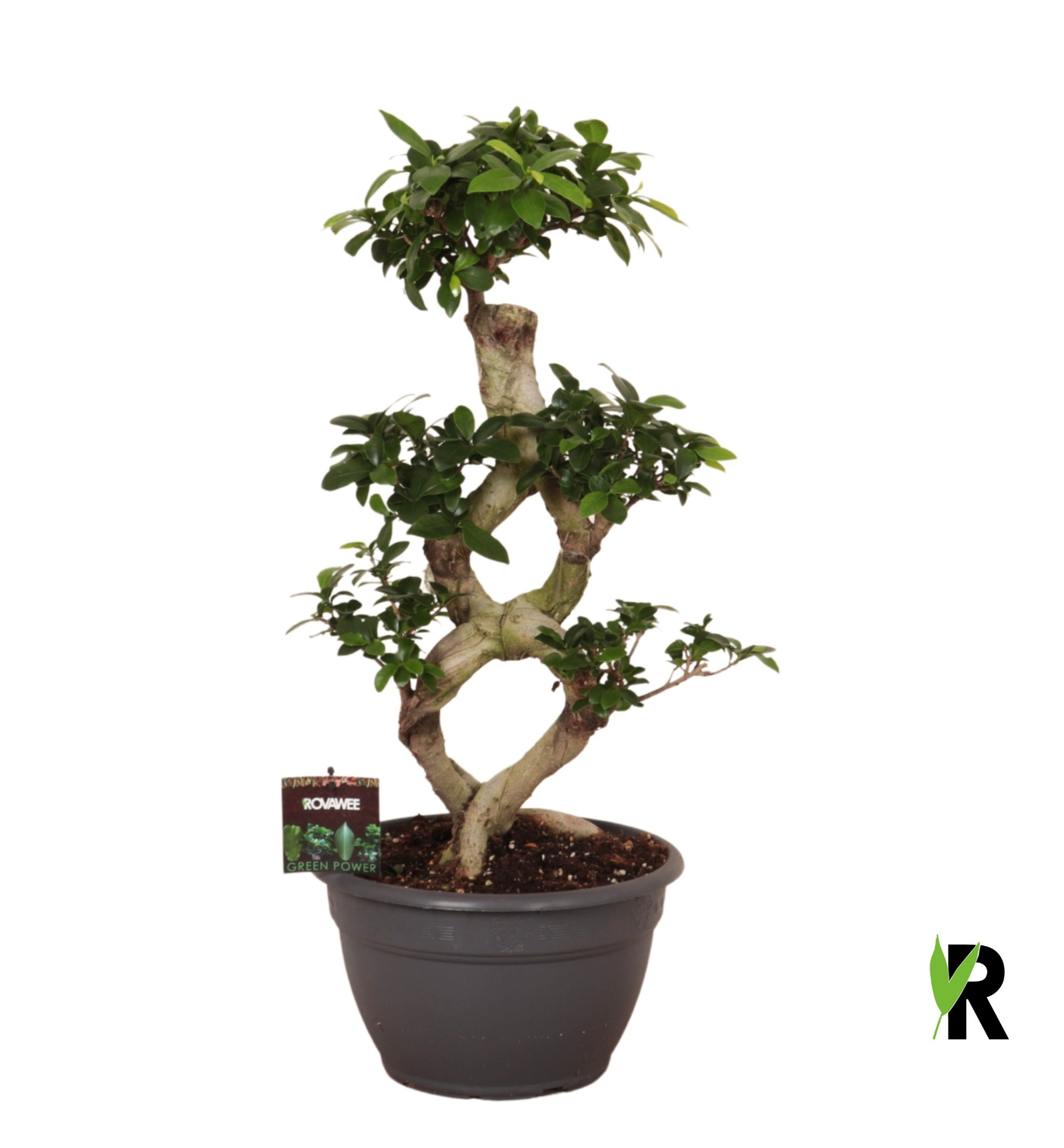 Ficus micr. 8-type in sierpot, D 26
