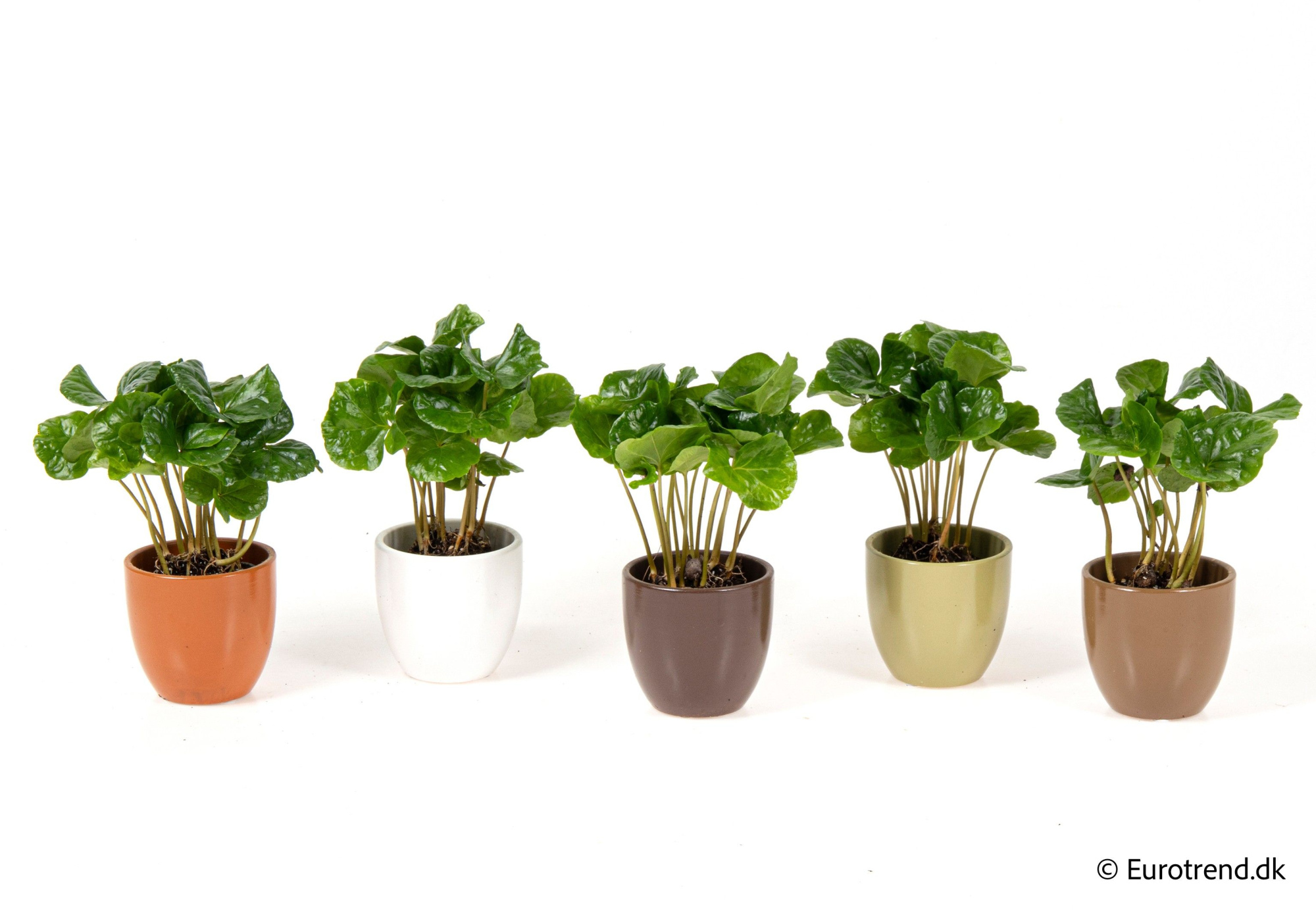 Coffea in autumn ceramic - Spring, Summer & Autumn 2025, D 6 cm