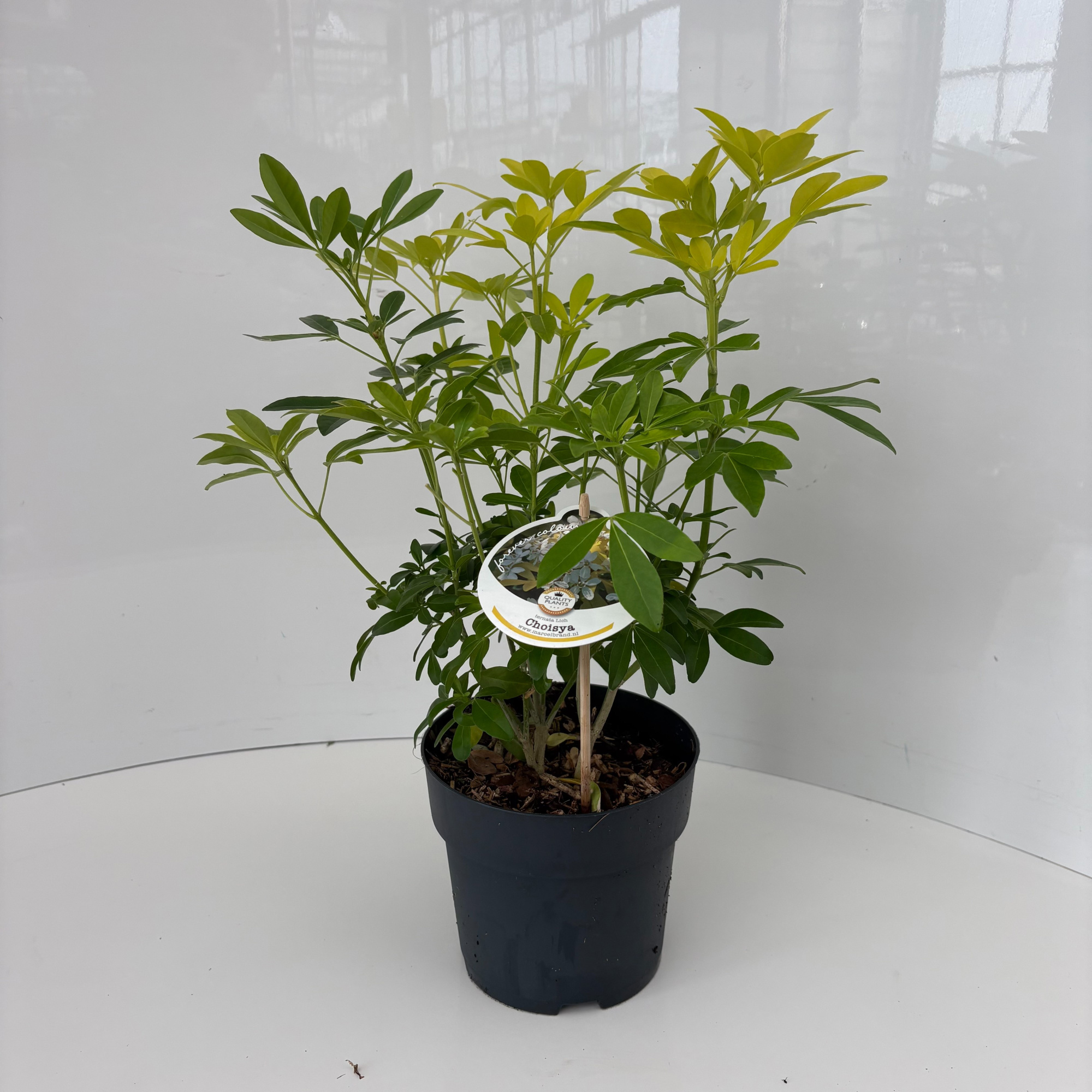 Choisya ternata Lich, D 17 cm