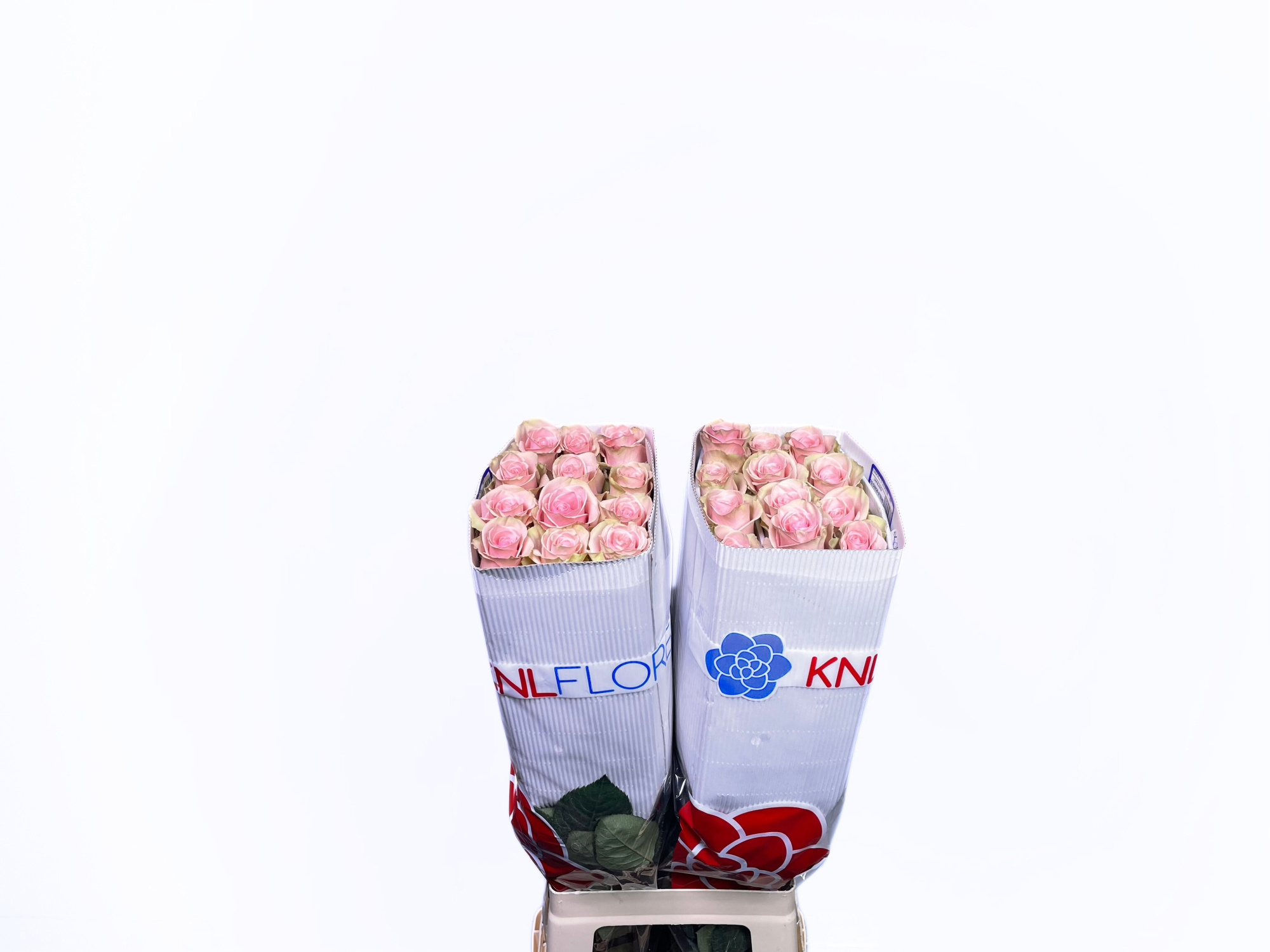 Роза од. Овериг 70, шт.