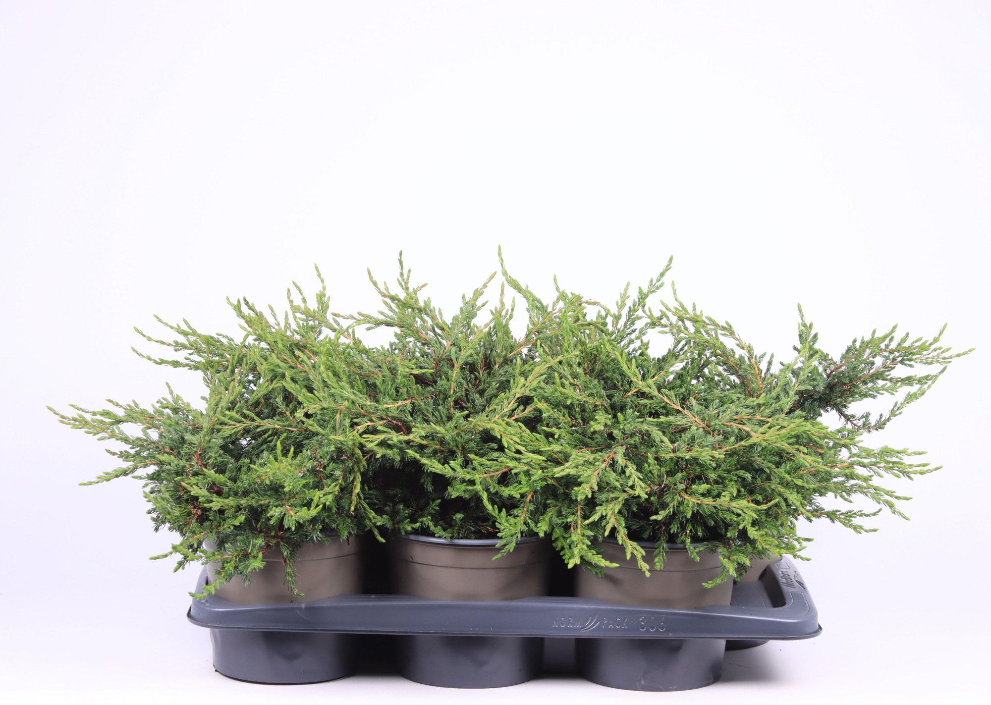 Juniperus communis 'Repanda', D 17 cm