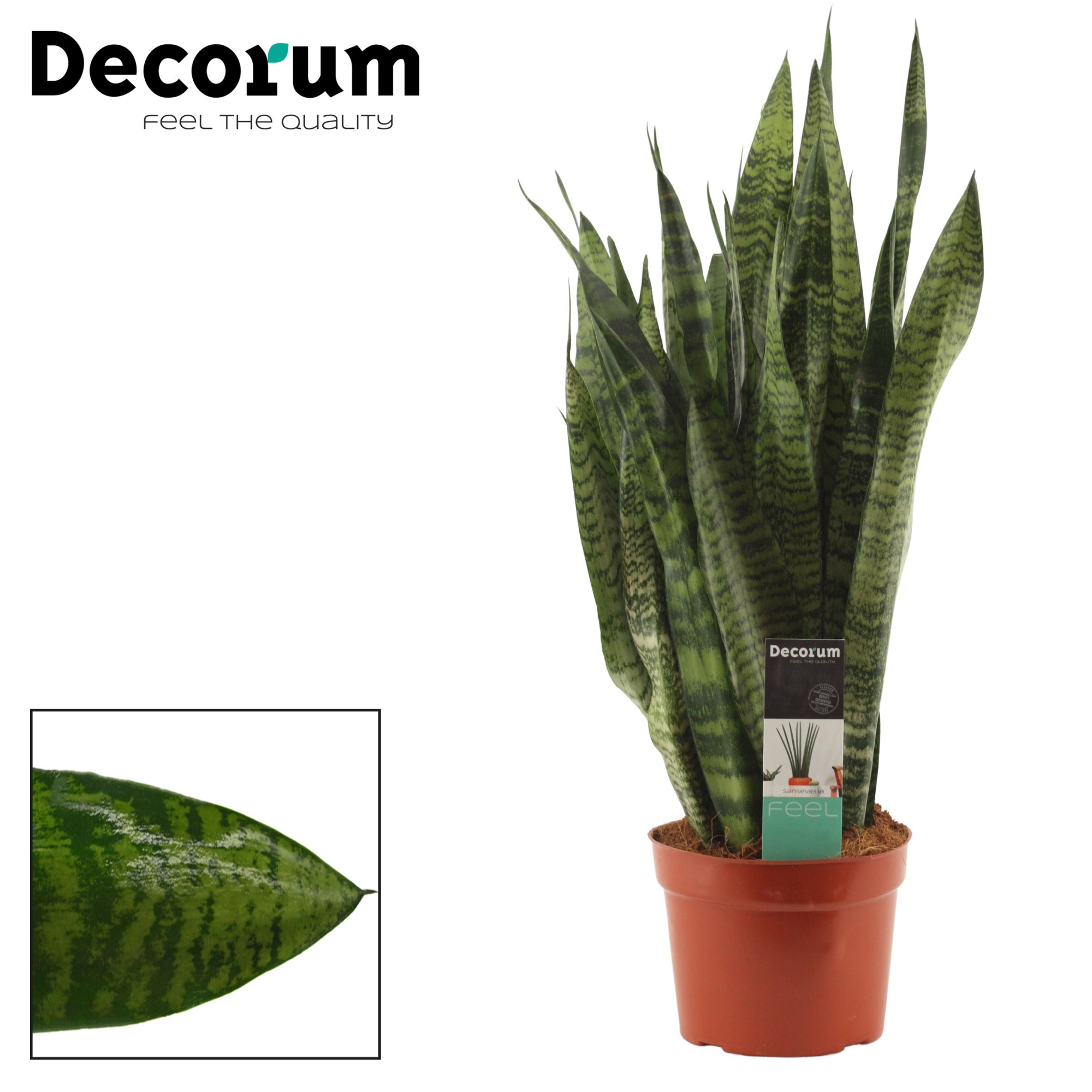 Sansevieria Zeylanica Regular 17 cm (Decorum), D 17