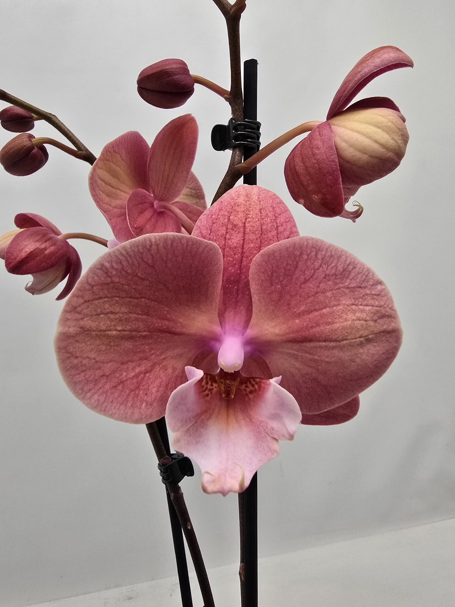 Limited 21 week 5, D 12