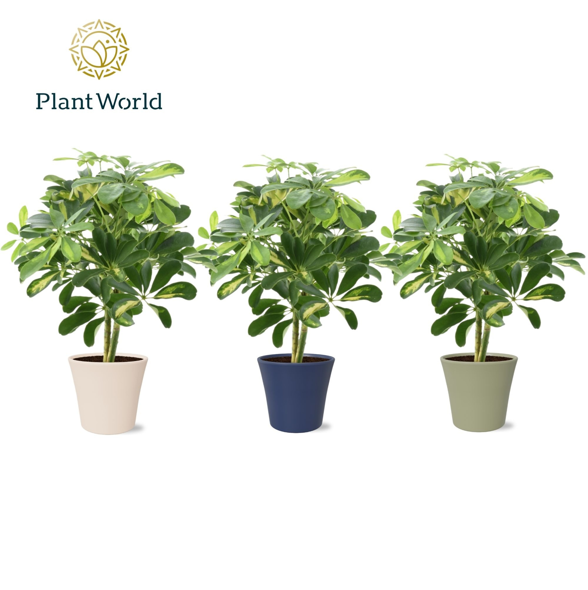 Schefflera Gold Capella op stam in Coco collectie Top Blend, D 14