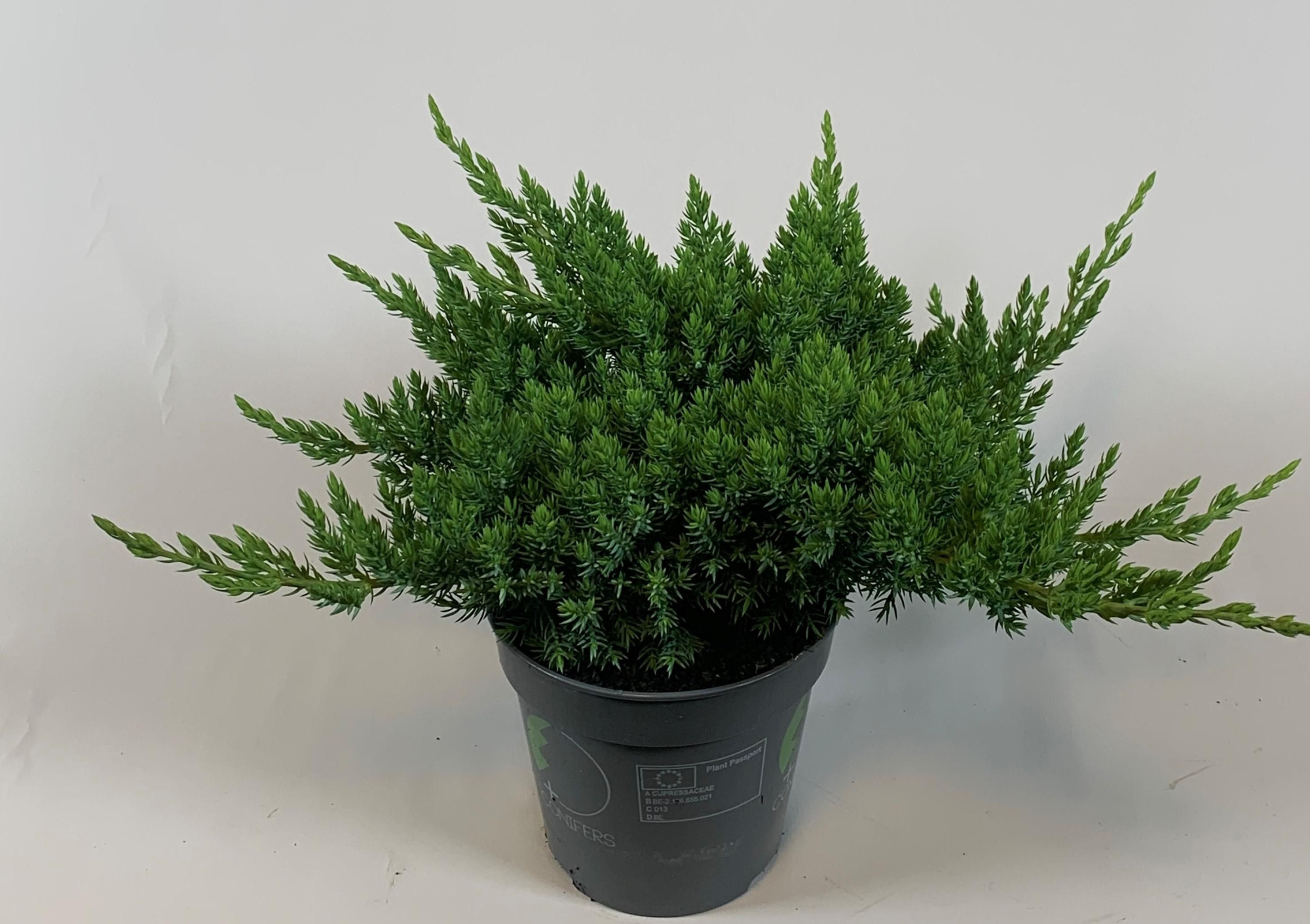 Juniperus procumbens 'Nana', D 13