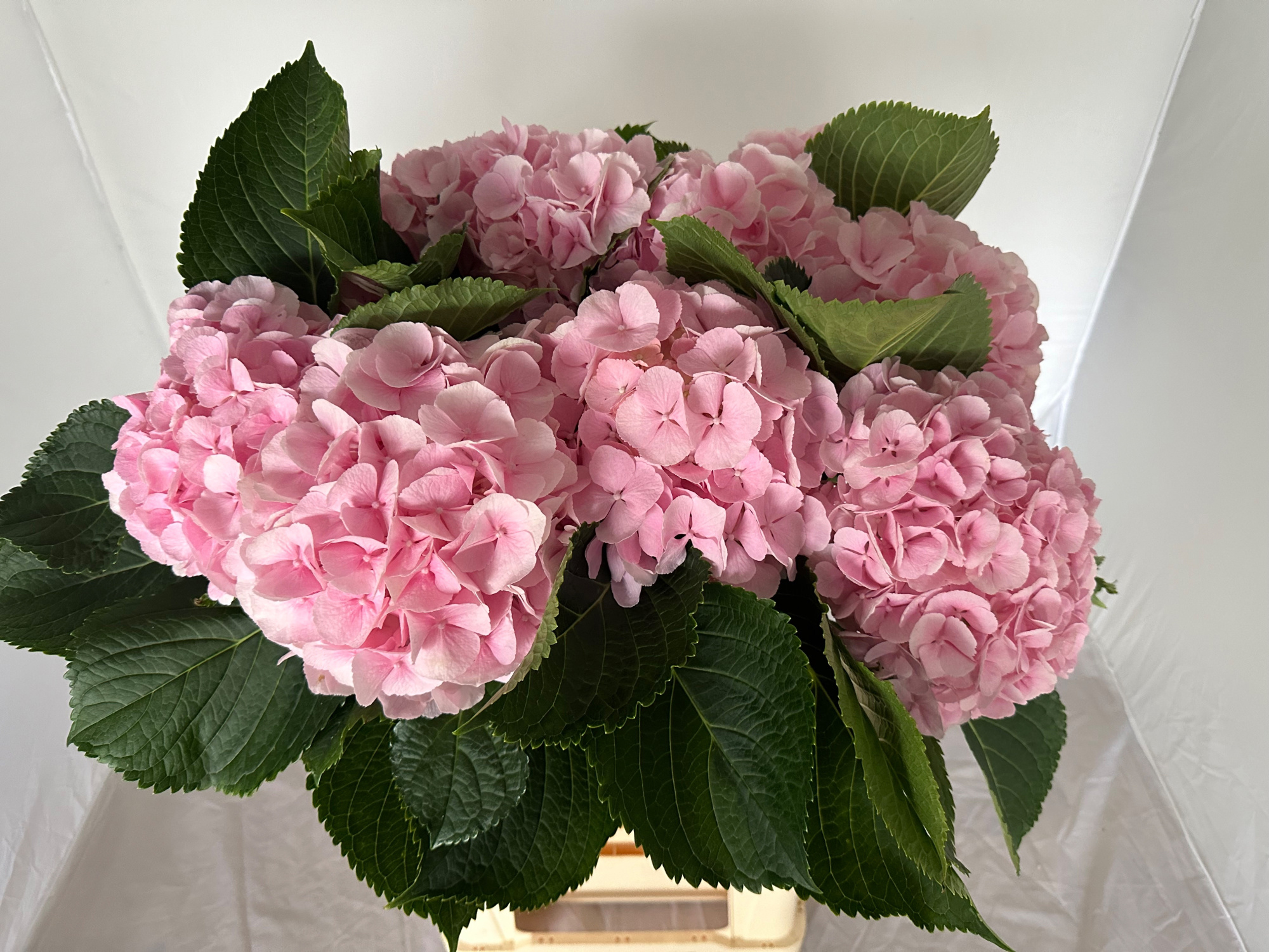 Гортензия Верена Пинк 80, шт.