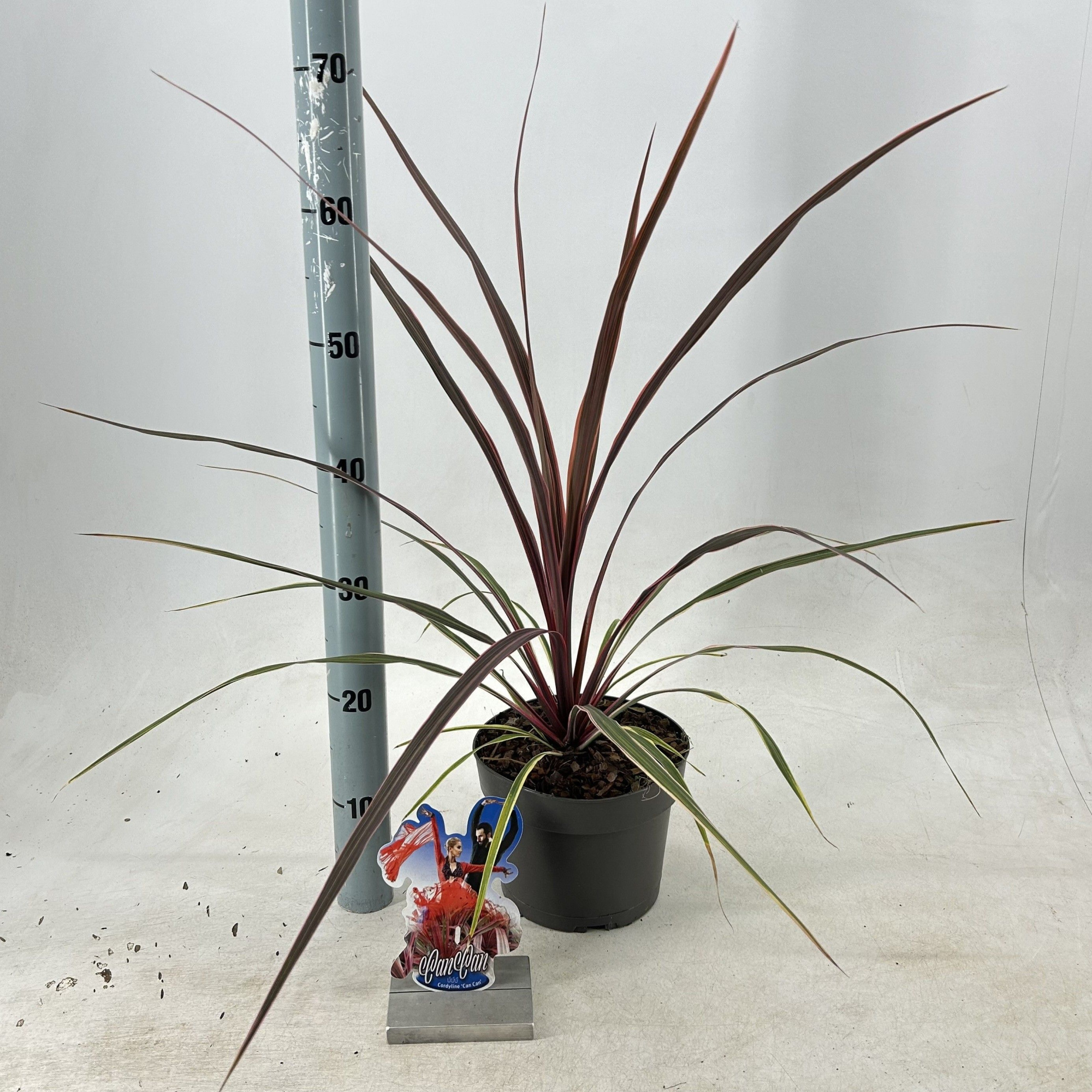Cordyline australis 'Can Can', D 19 cm