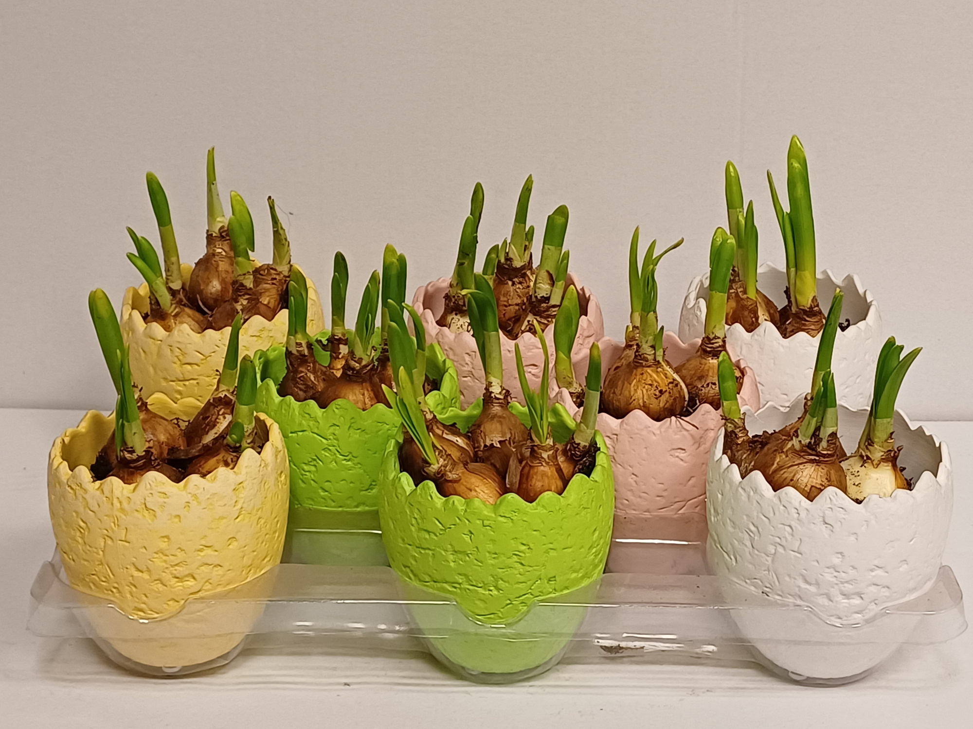 61 ei keramiek gekleurd, D 10