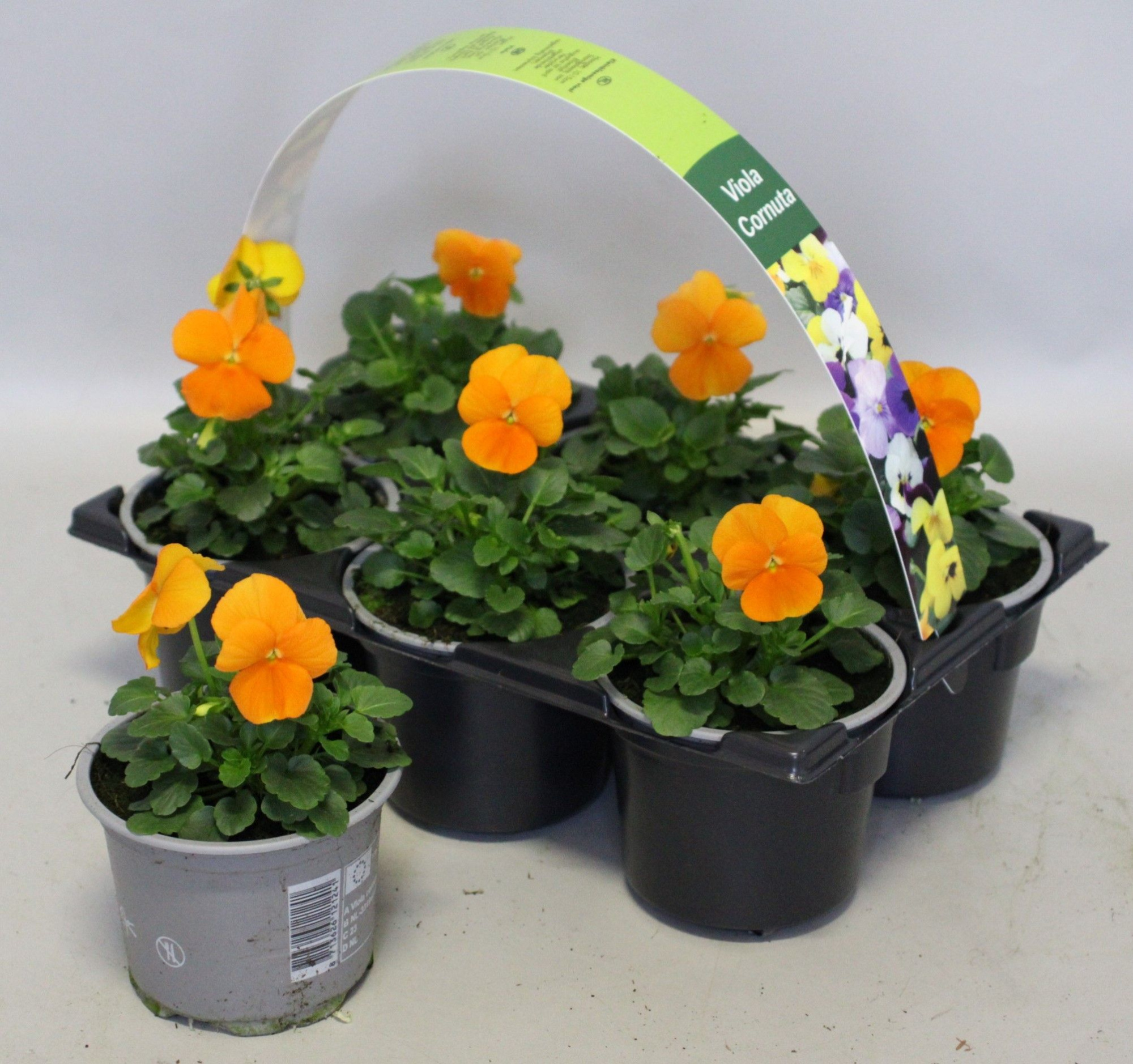 Viola cornuta 6-pack 9cm Orange, D 9 cm
