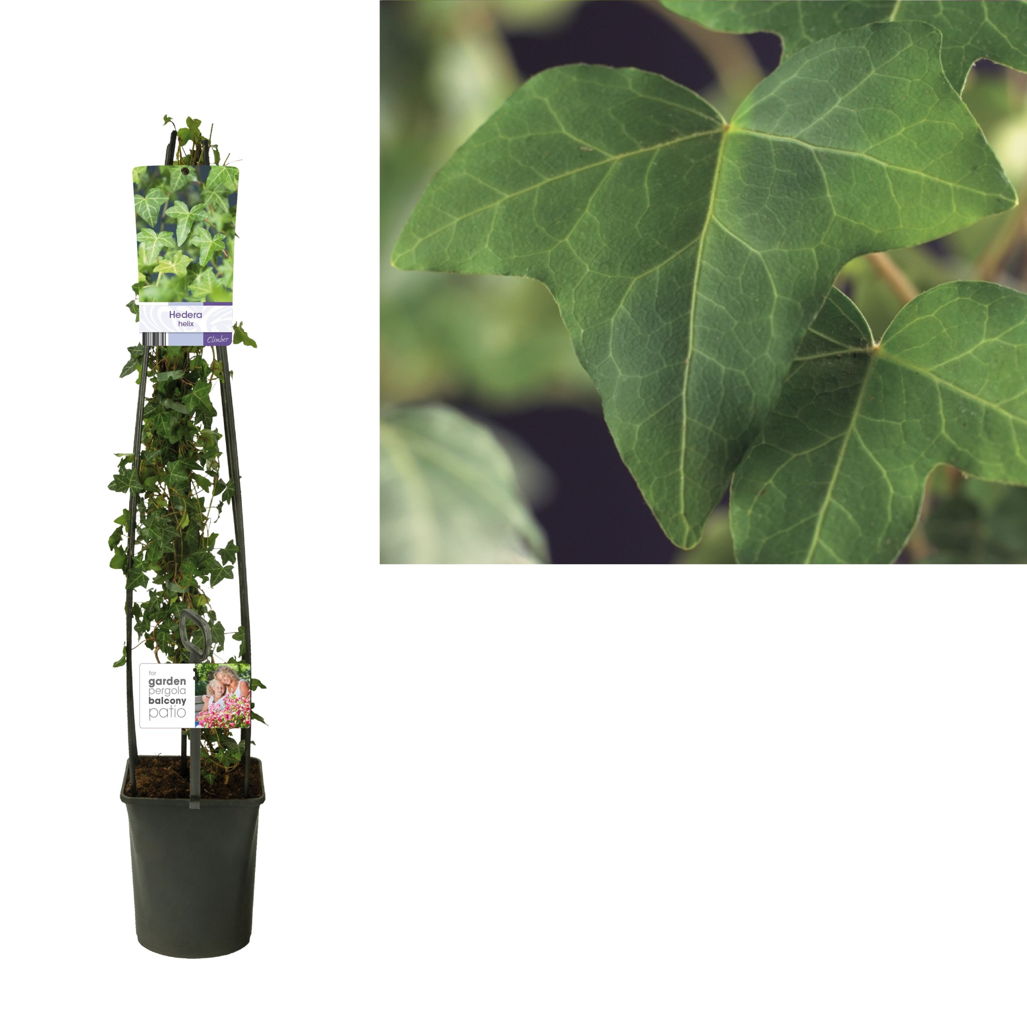 Hedera helix +light label, D 23 cm