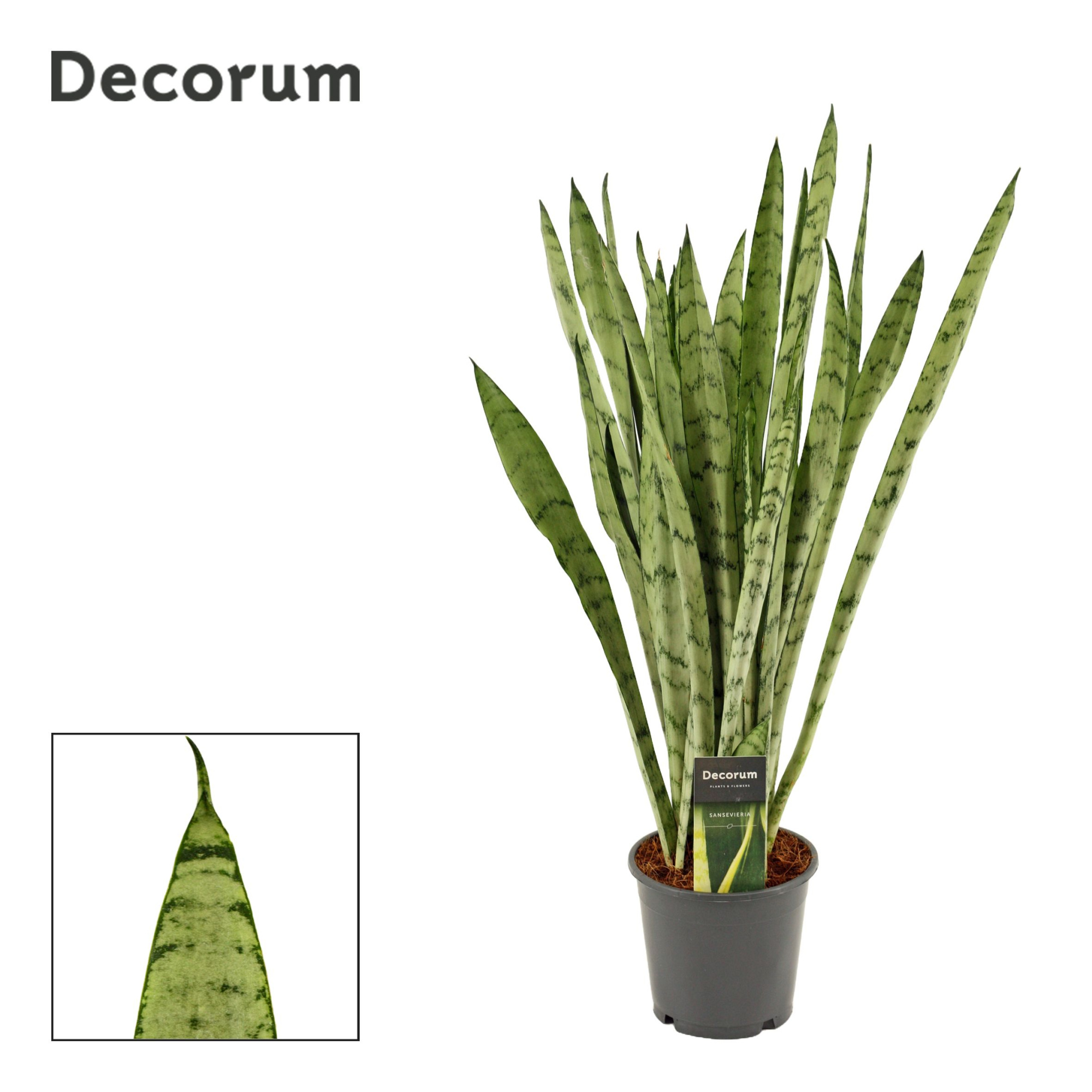 Sansevieria Silver princess 14 cm (Decorum), D 14 cm