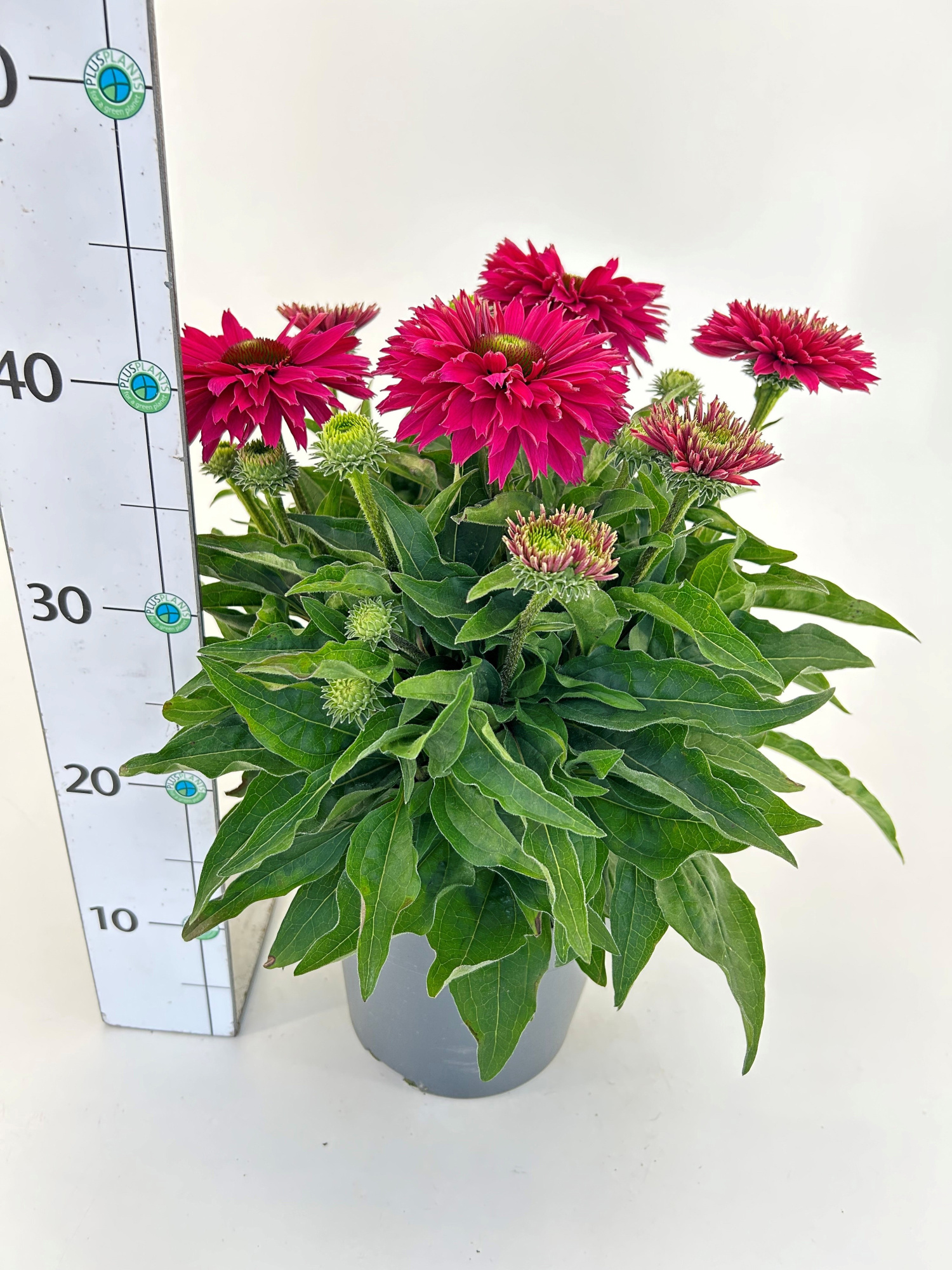 Echinacea Meristem 'Sunseekers Sweet Fuchsia', D 19