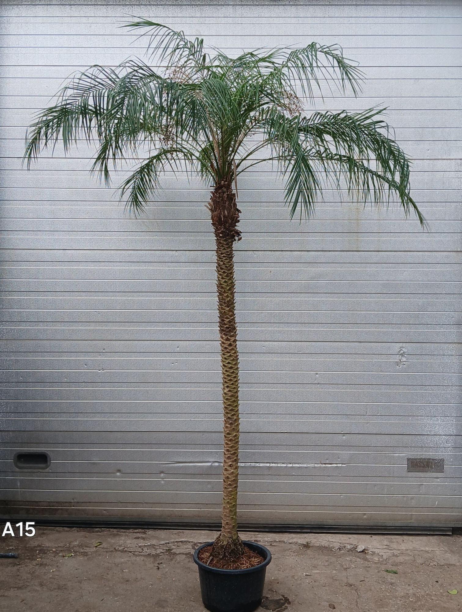 PHOENIX ROEBILINI HYDRO, D 40