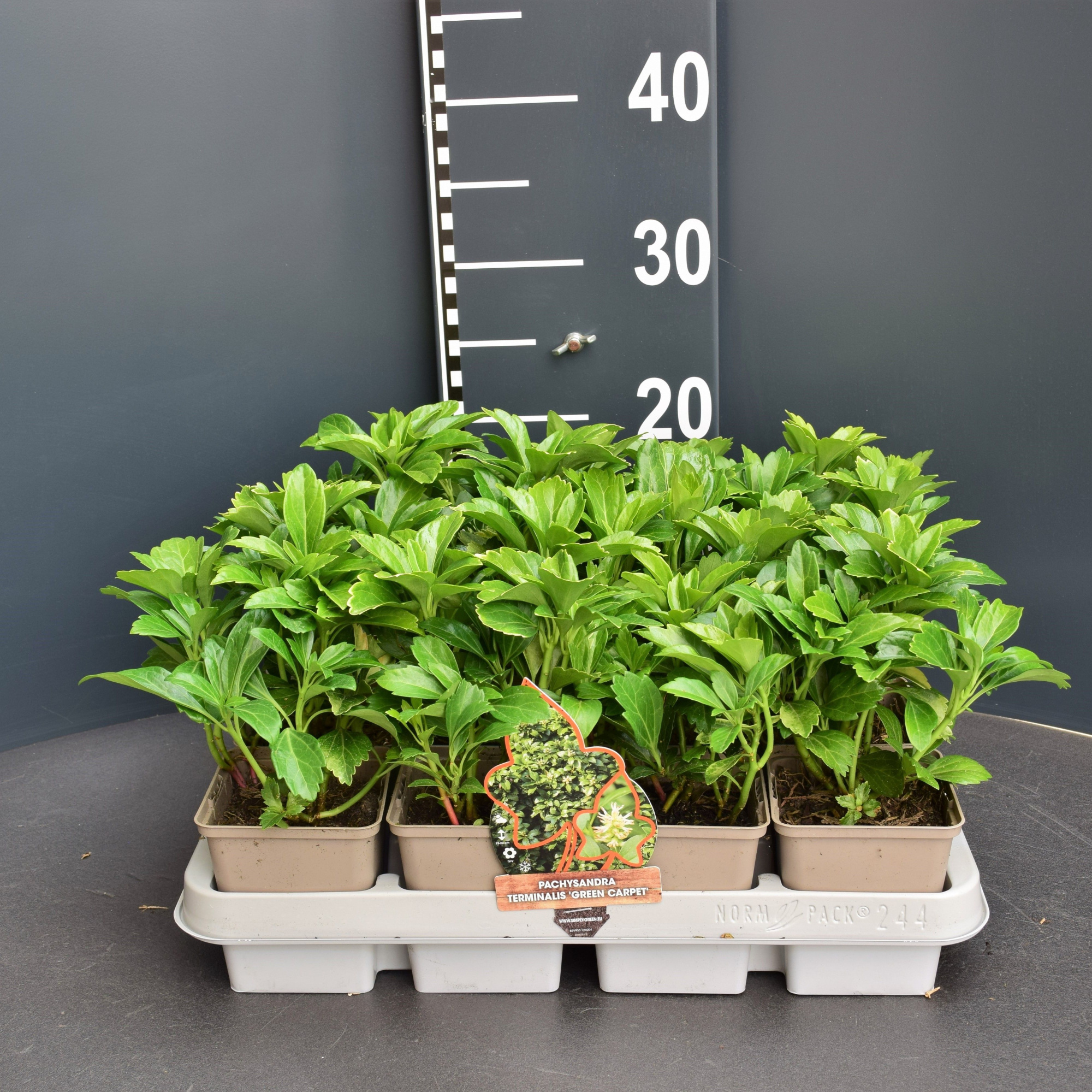 Pachysandra Terminalis "Green Carpet", D 9 cm