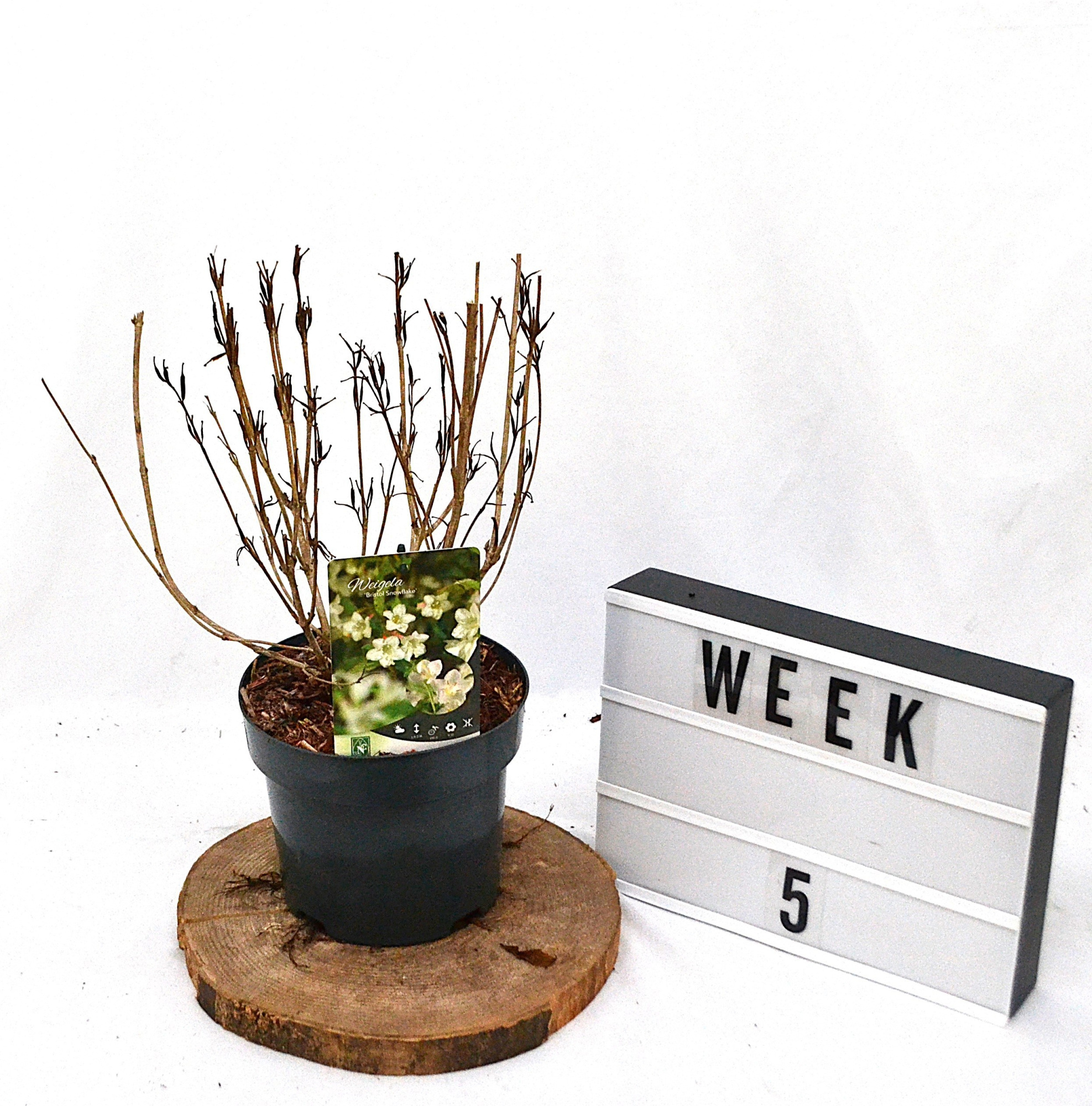 Weigela Bristol Snowflake C3, D 19