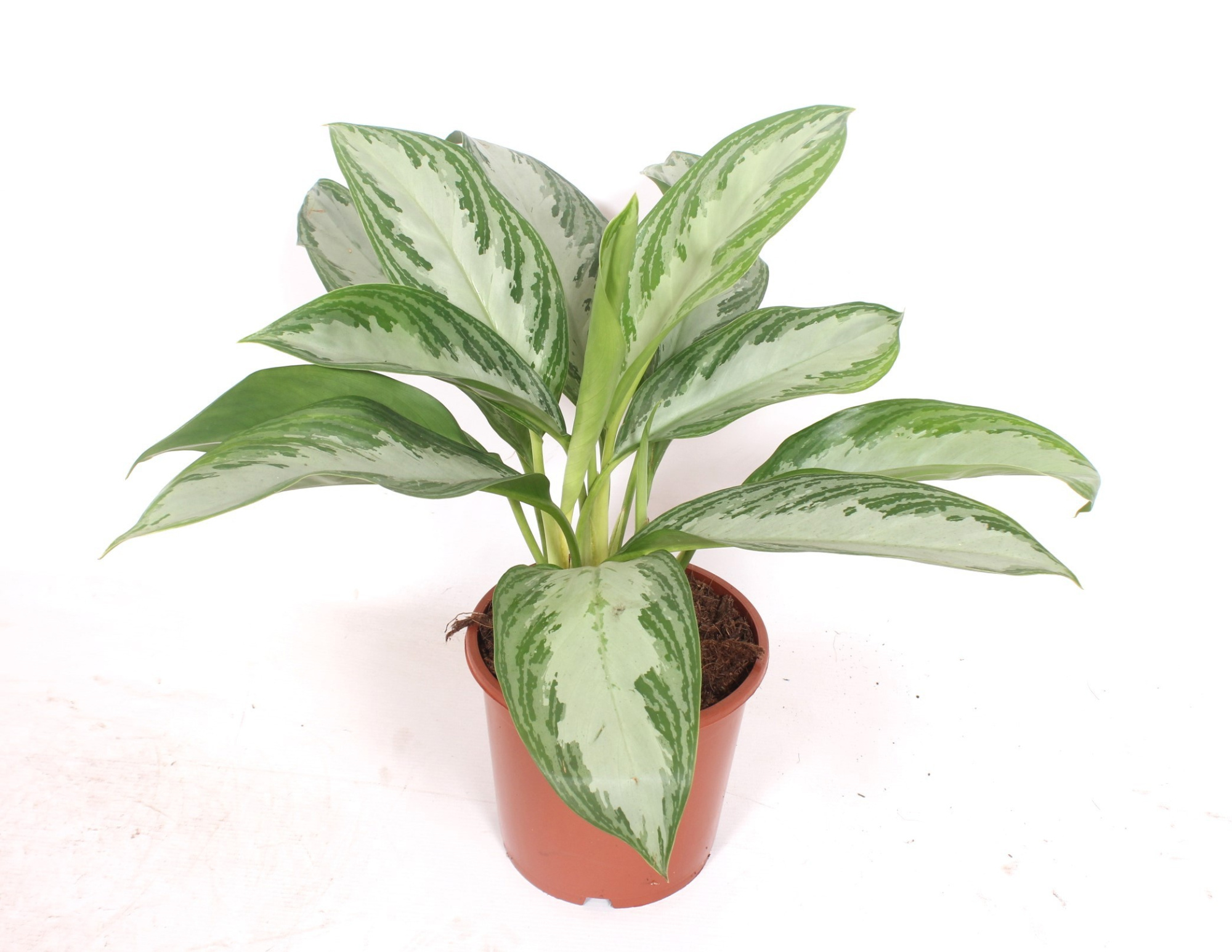 Aglaonema Silver Bay, D 17