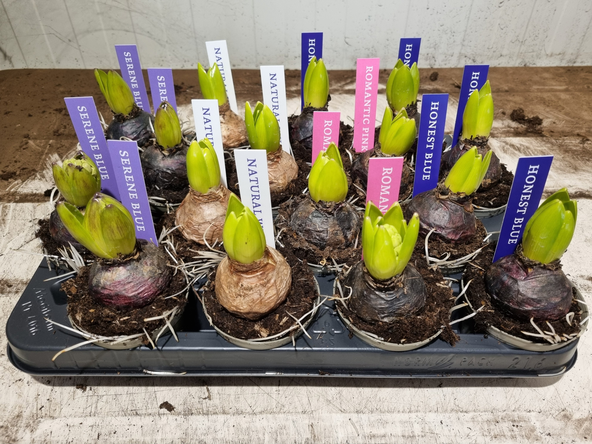 HYACINT MIX 08 KLOK ETIKET, D 8