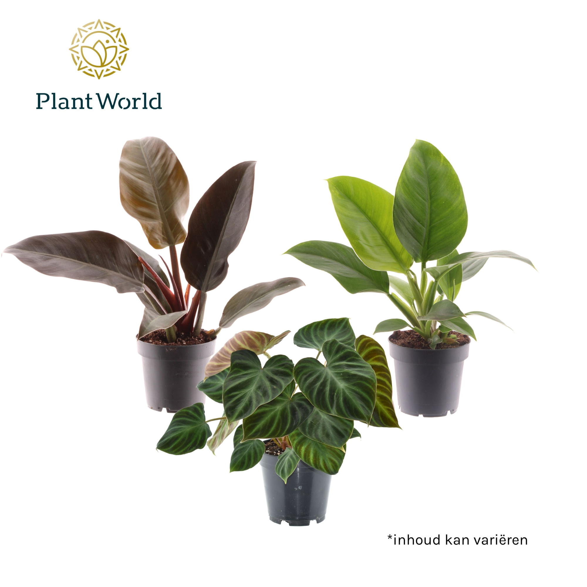 Luxury mix Philodendron Verrucosum - Imperial Green en Red, D 14 cm