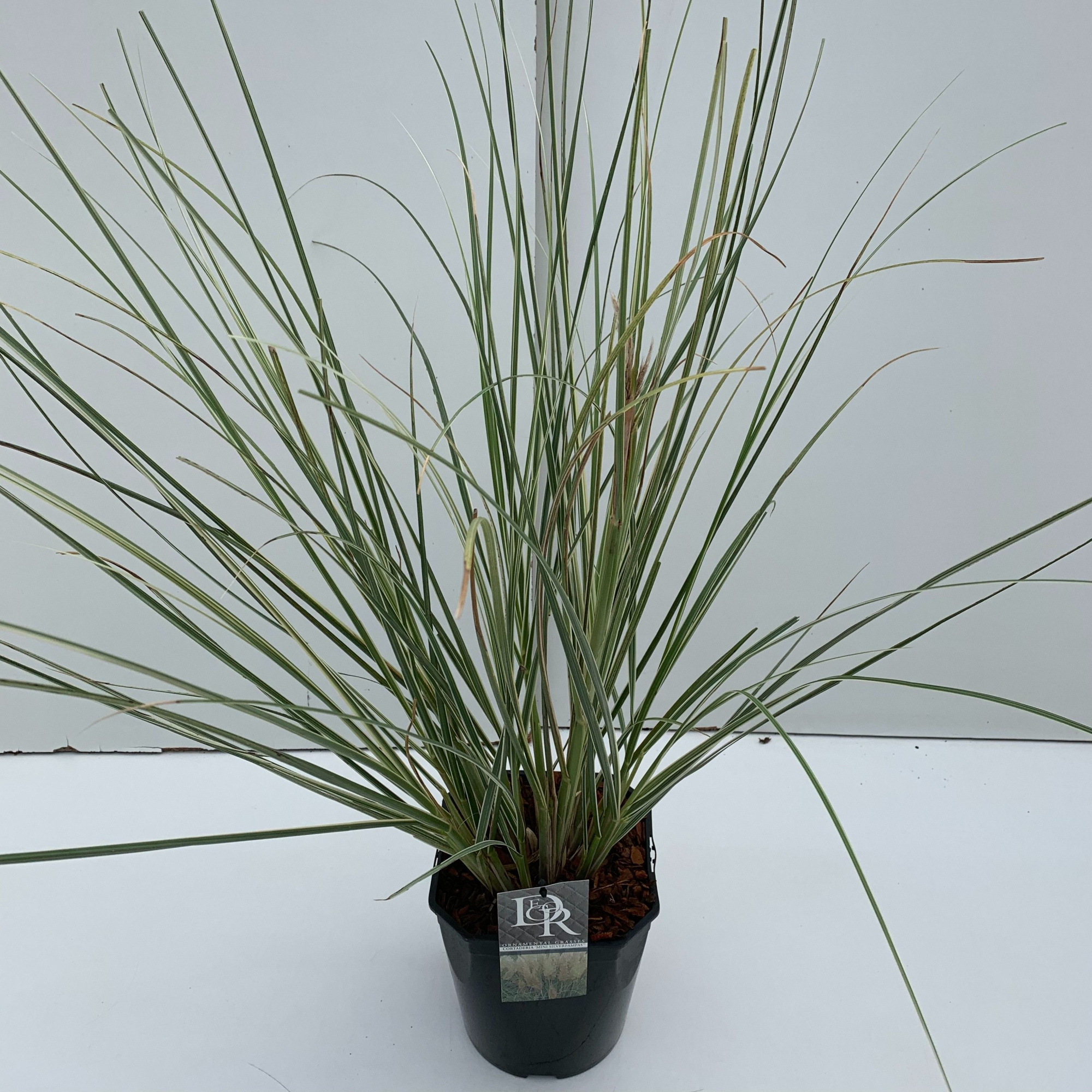 Cortaderia sell. 'Mini Silverpampas', D 23 cm