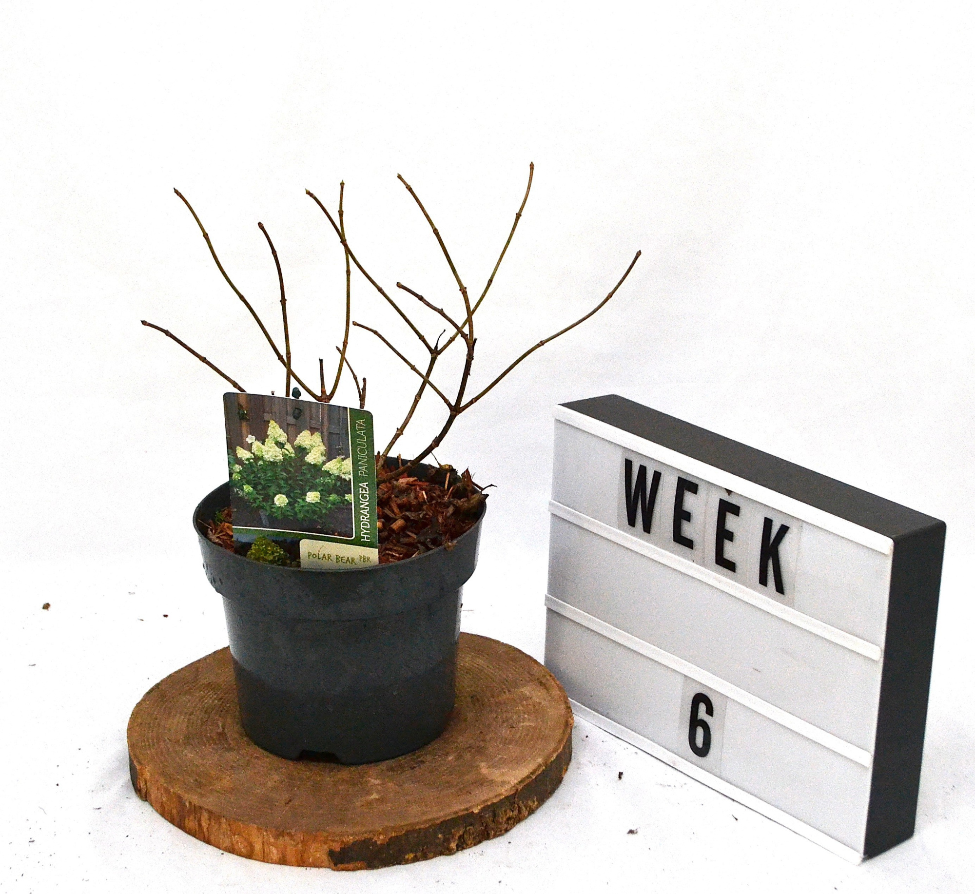 Hydrangea paniculata Polar Bear C3, D 19