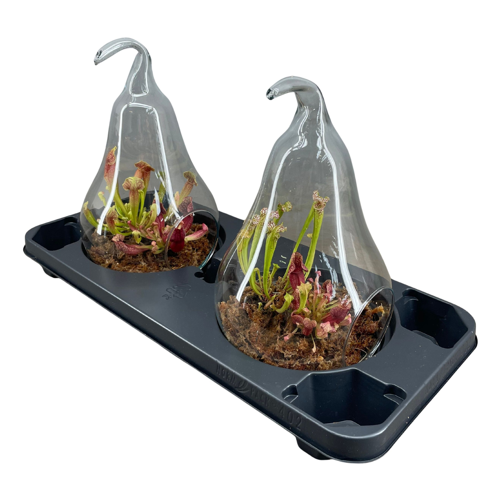 Terrarium in peer glas, D 20 cm