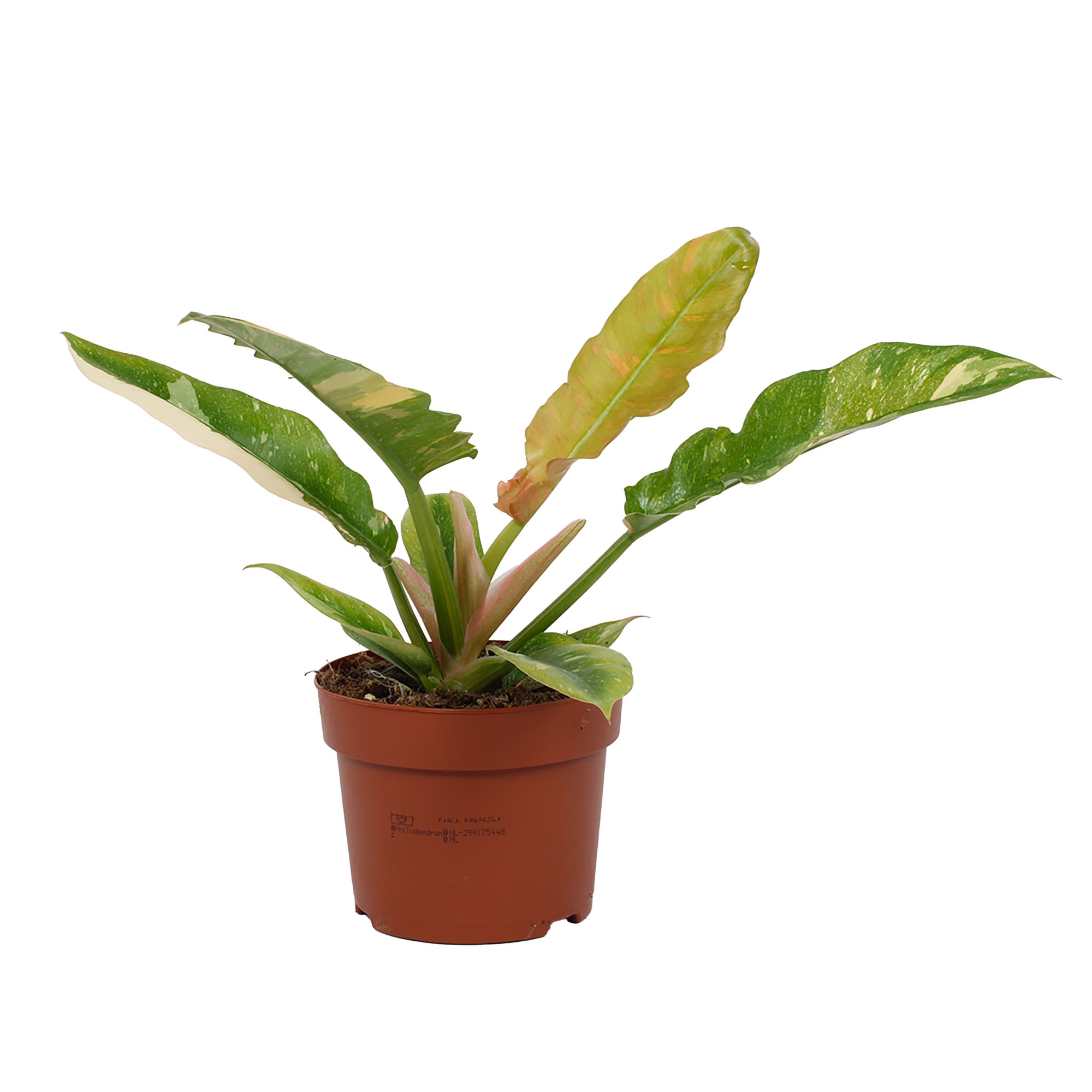 Philodendron Ring of Fire 12cm - Blanco hoes, D 12 cm