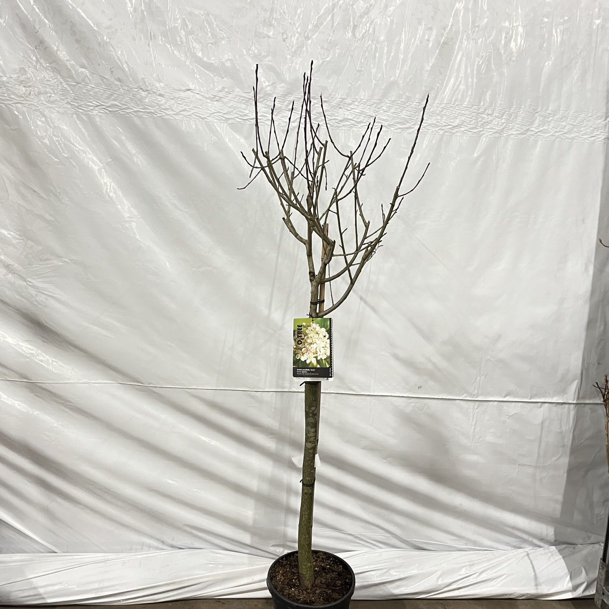 Aronia prunifolia ‘Viking’ -- stam 90 cm, D 29