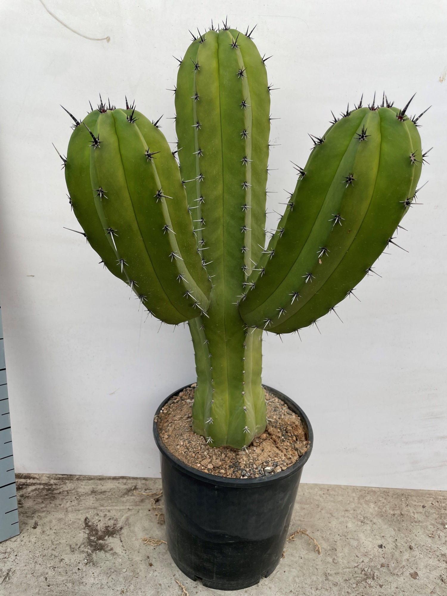 613 Polaskia chichipe 25 cm, D 25