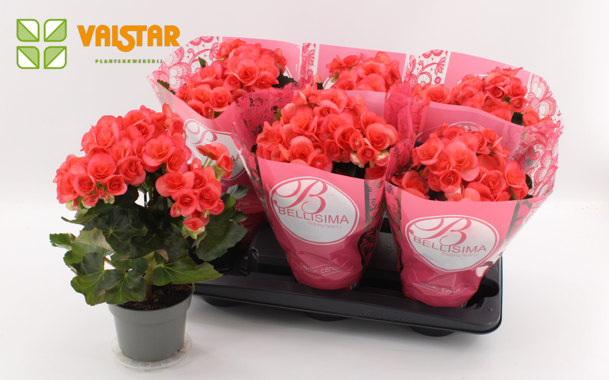 Begonia 13cm Bellisima hoes Ton sur Ton Netja Dark Dark Pink, D 13